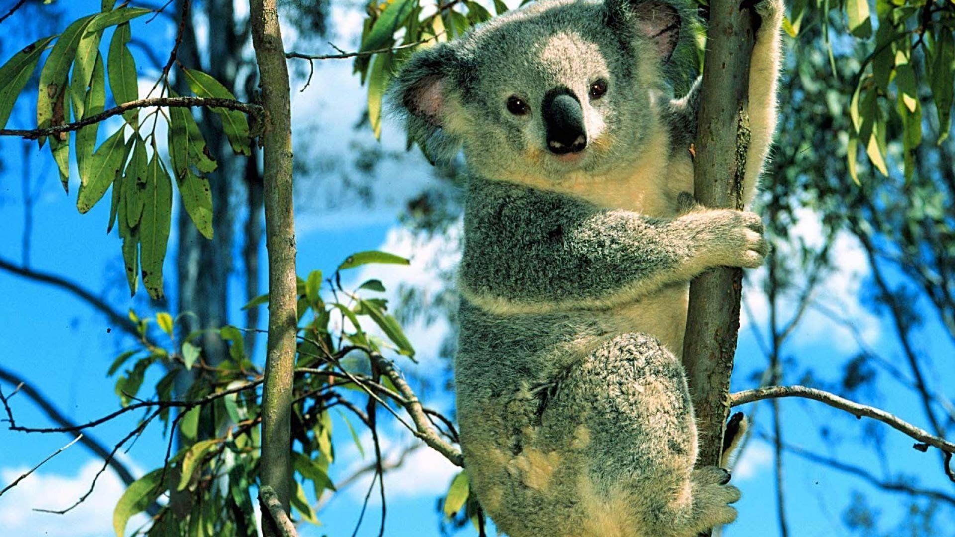 Australian Animal Wallpapers Top Free Australian Animal Backgrounds