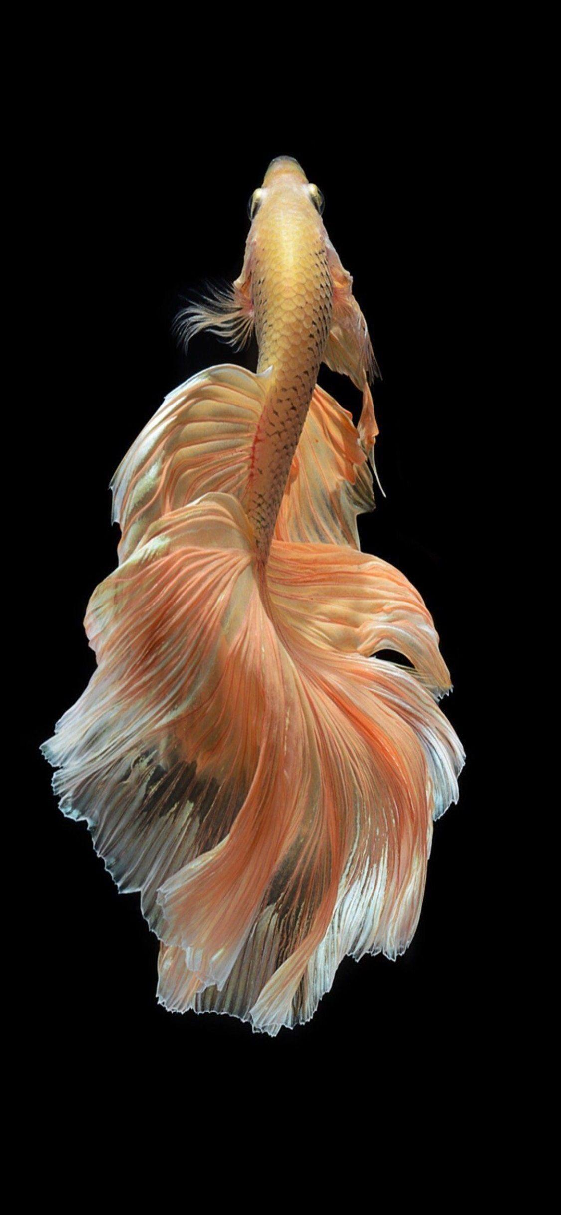 Koi Fish iPhone Wallpapers Top Free Koi Fish iPhone Backgrounds