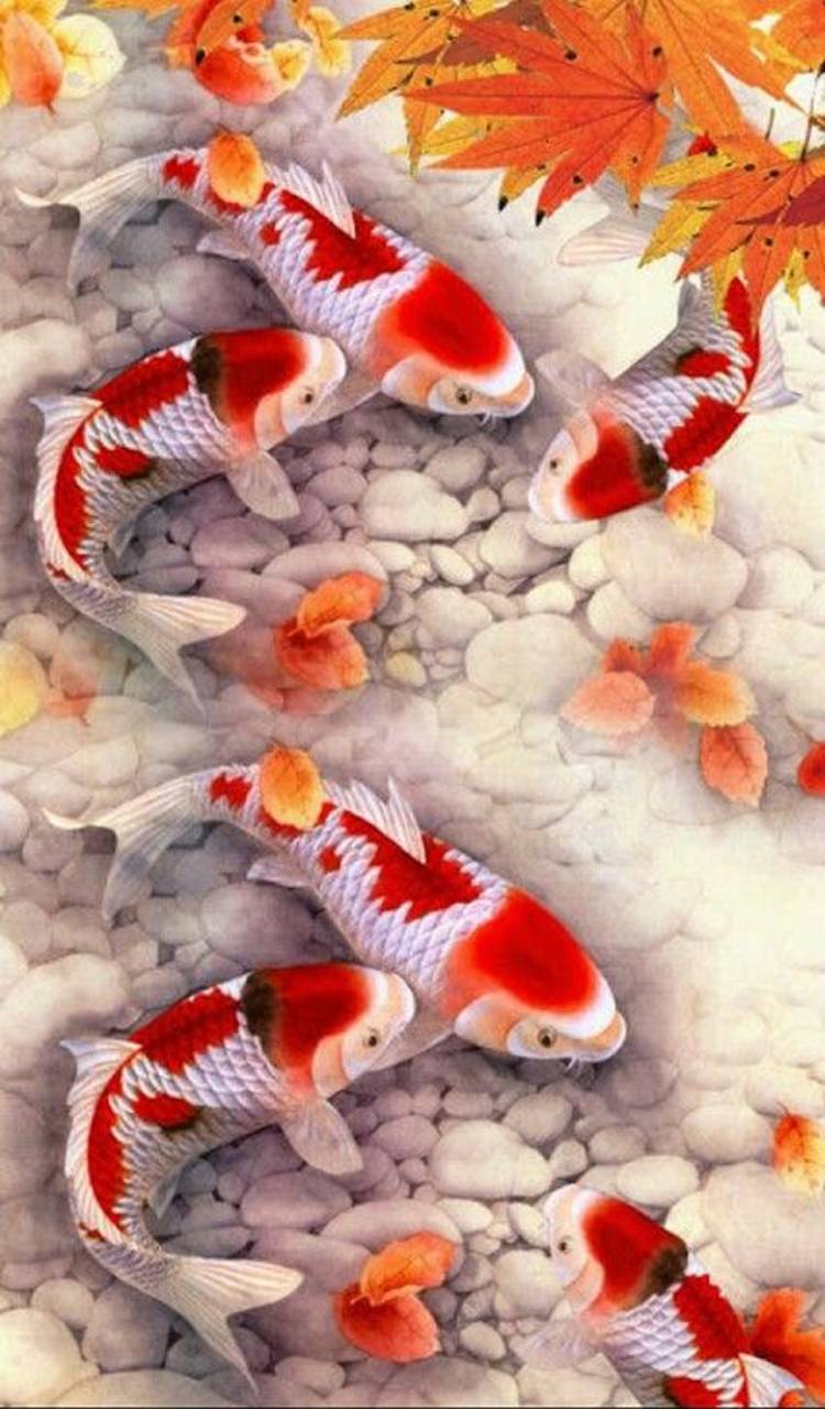 Koi Fish iPhone Wallpapers Top Free Koi Fish iPhone Backgrounds WallpaperAccess