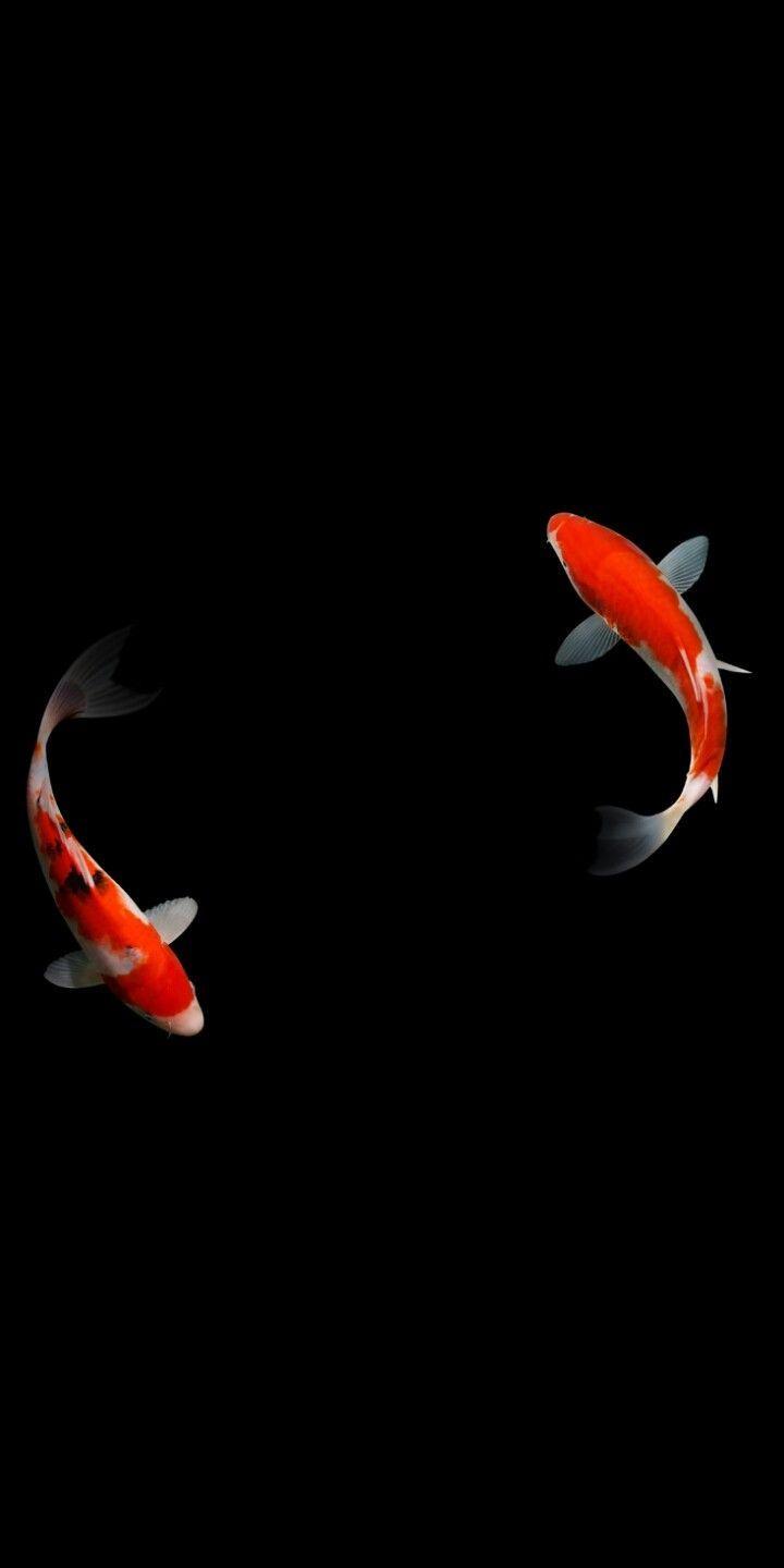 Koi Fish Phone Wallpapers Top Free Koi Fish Phone Backgrounds