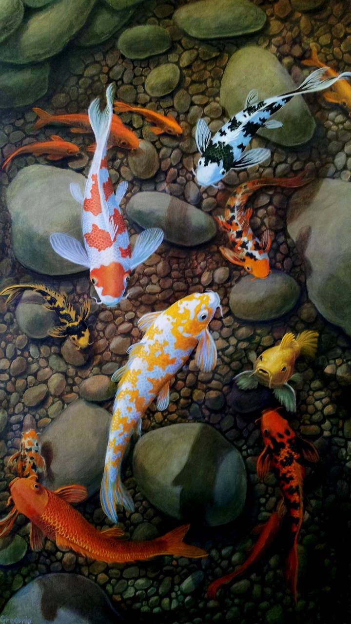 Koi Fish iPhone Wallpapers Top Free Koi Fish iPhone Backgrounds