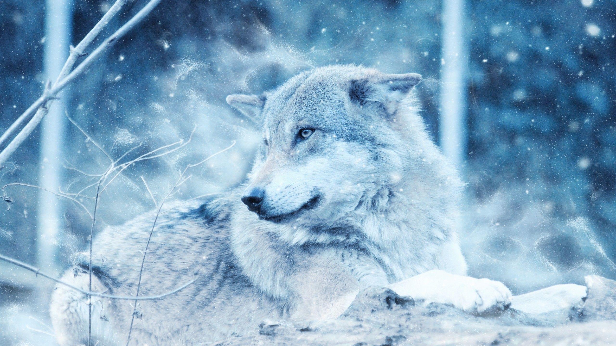 HD Wolf Wallpapers Top Free HD Wolf Backgrounds WallpaperAccess