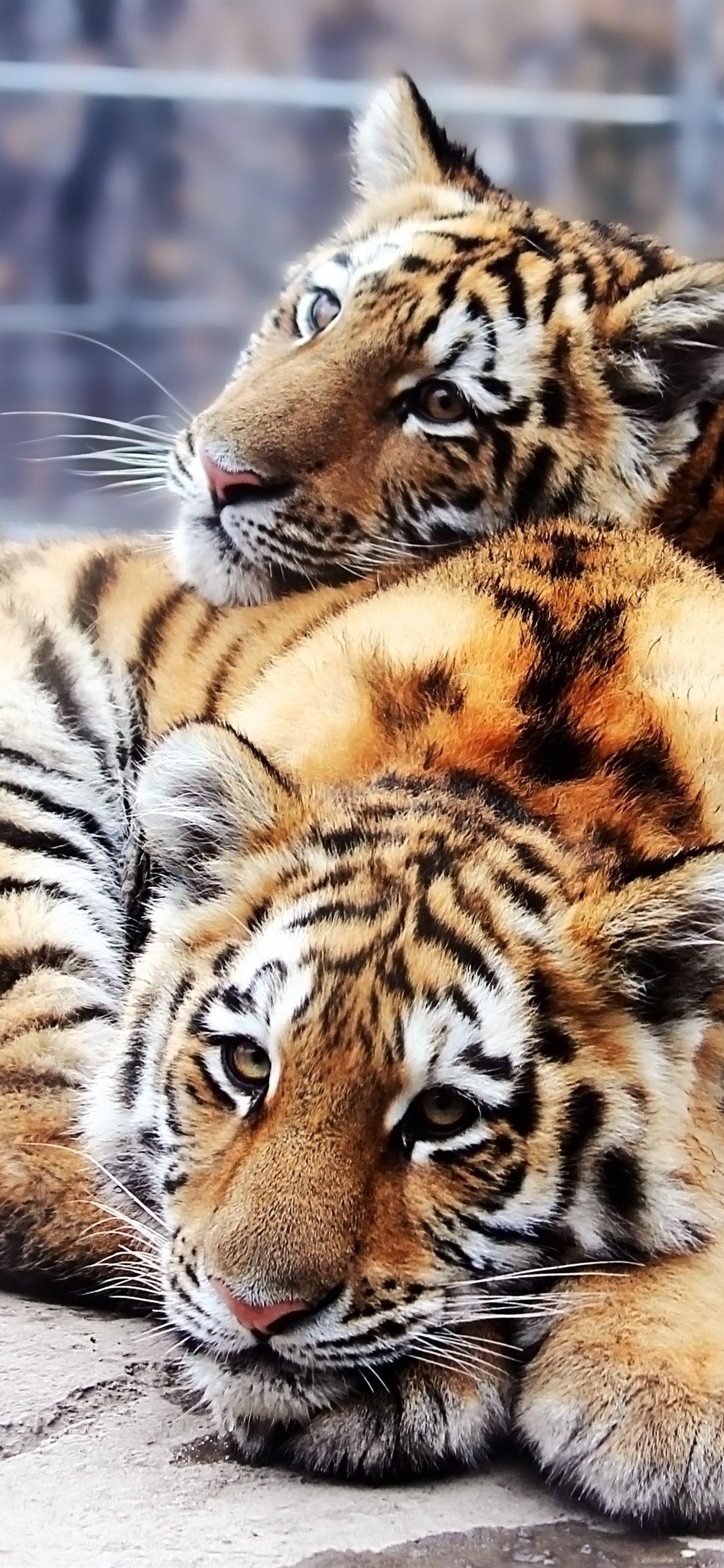 Cute Tiger iPhone Wallpapers Top Free Cute Tiger iPhone Backgrounds