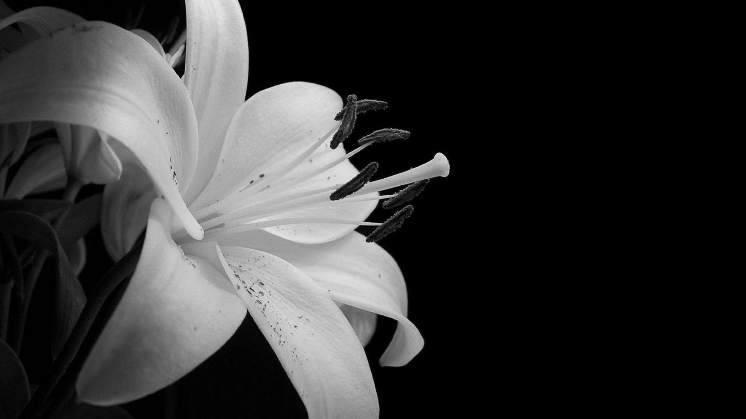 Black and White Tropical Flower Wallpapers Top Free Black and White