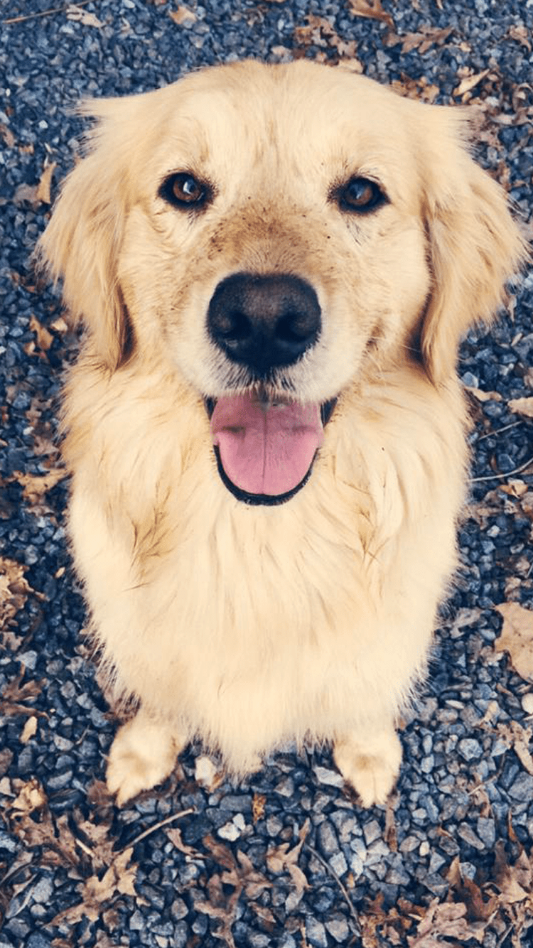 Golden Retriever Phone Wallpapers Top Free Golden Retriever Phone