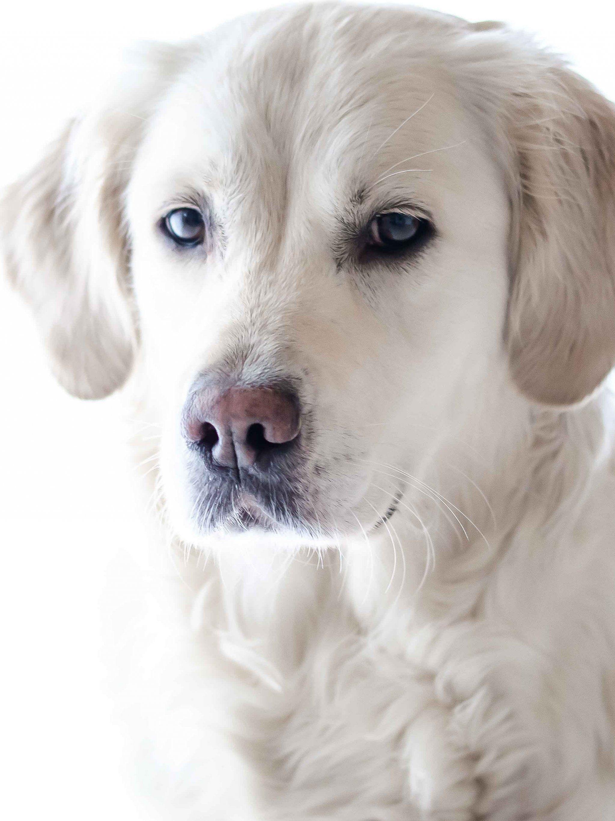 Golden Retriever Phone Wallpapers Top Free Golden Retriever Phone