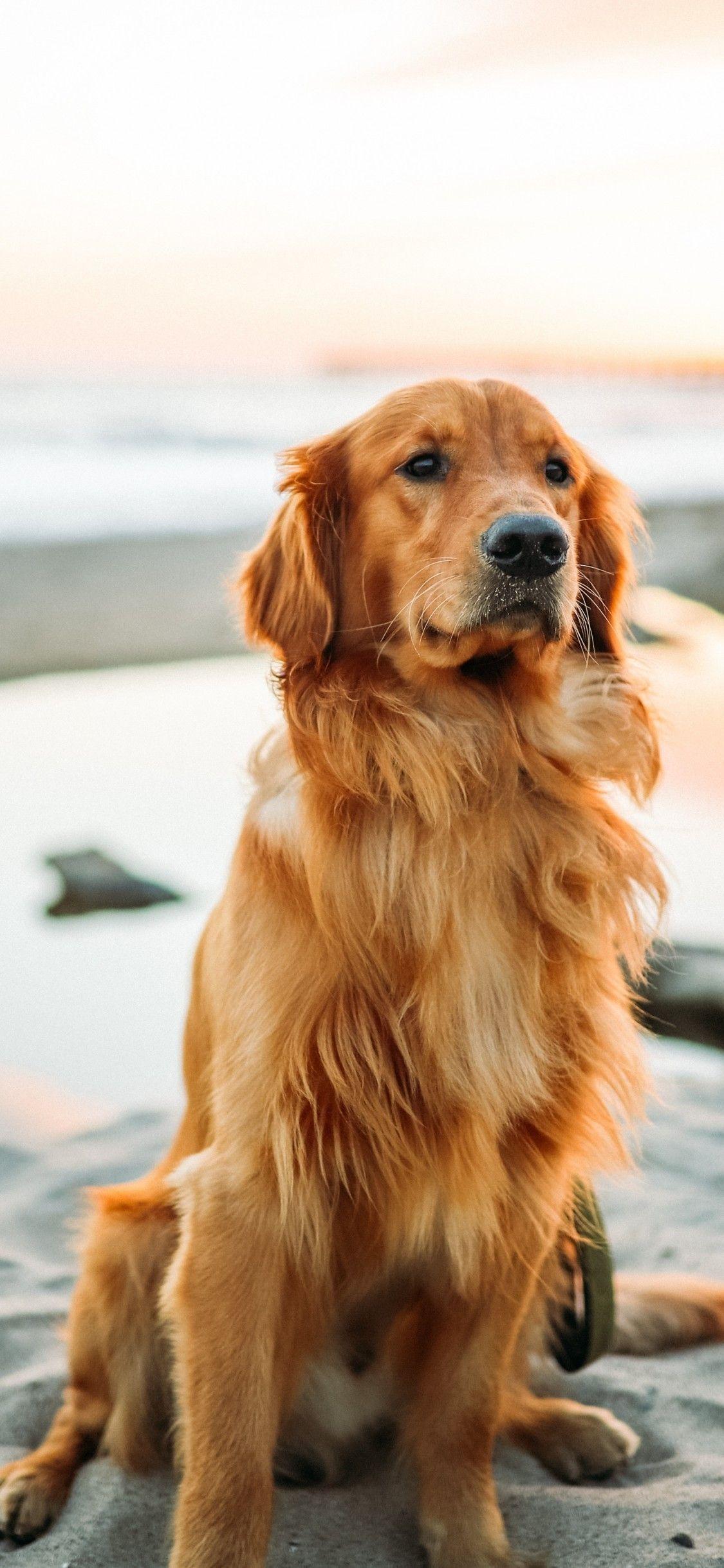 Golden Retriever Phone Wallpapers Top Free Golden Retriever Phone