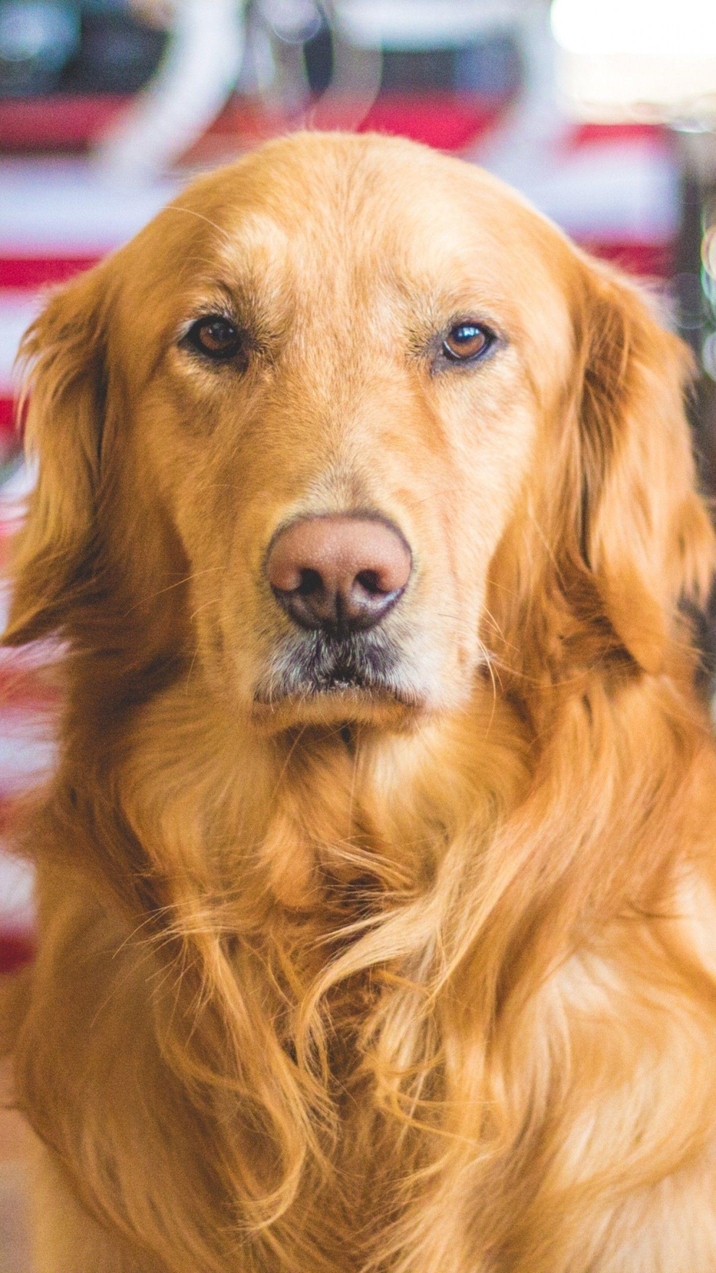 Golden Retriever Phone Wallpapers Top Free Golden Retriever Phone