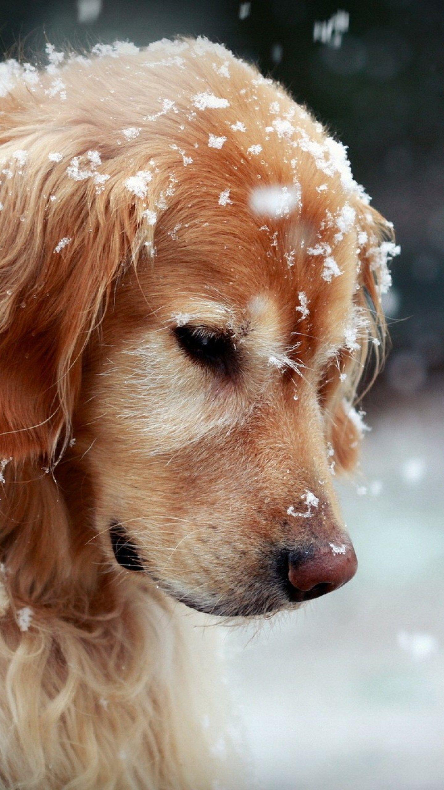 Golden Retriever Phone Wallpapers Top Free Golden Retriever Phone