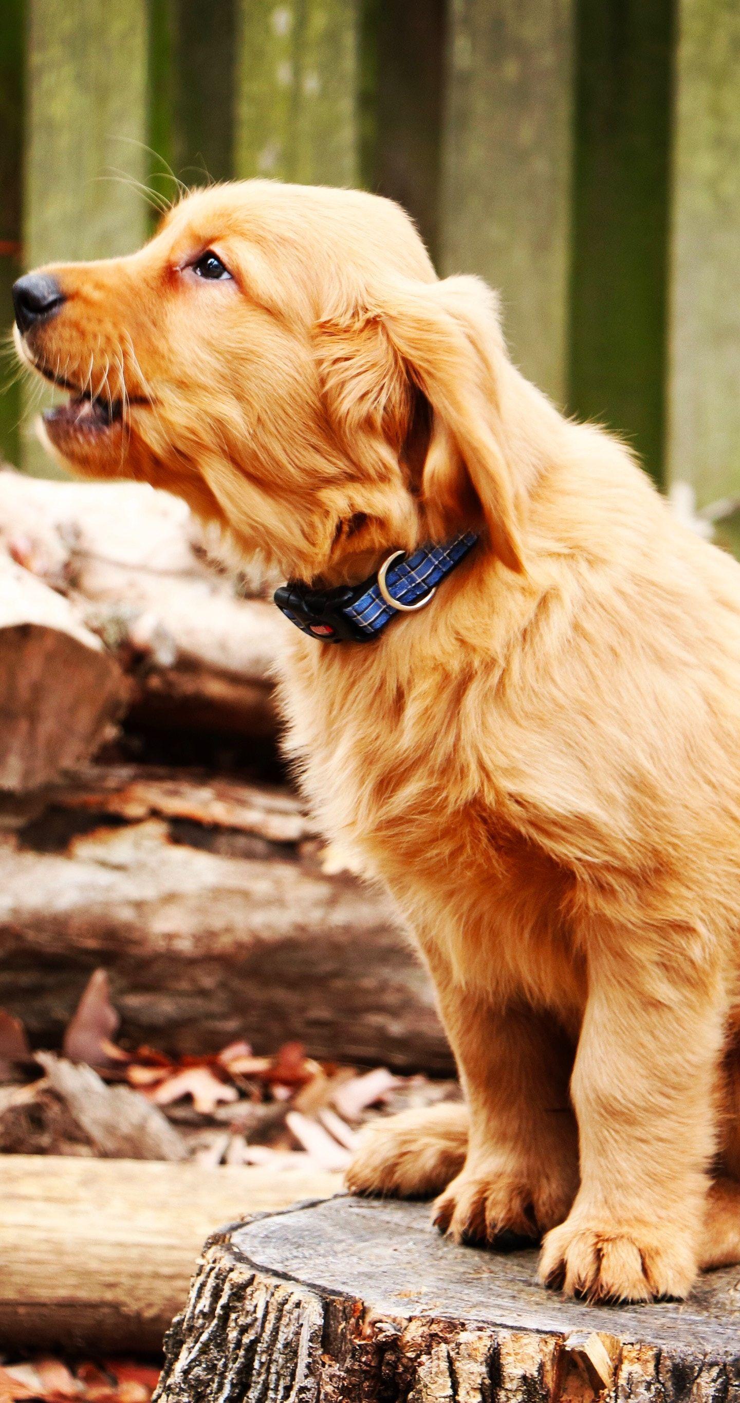 Golden Retriever Phone Wallpapers Top Free Golden Retriever Phone