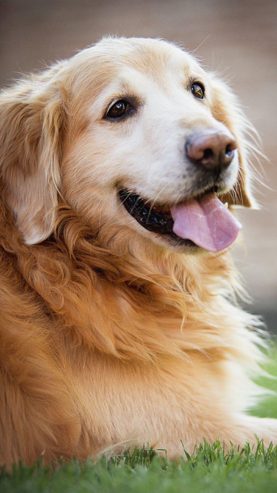 Golden Retriever iPhone Wallpapers Top Free Golden Retriever iPhone