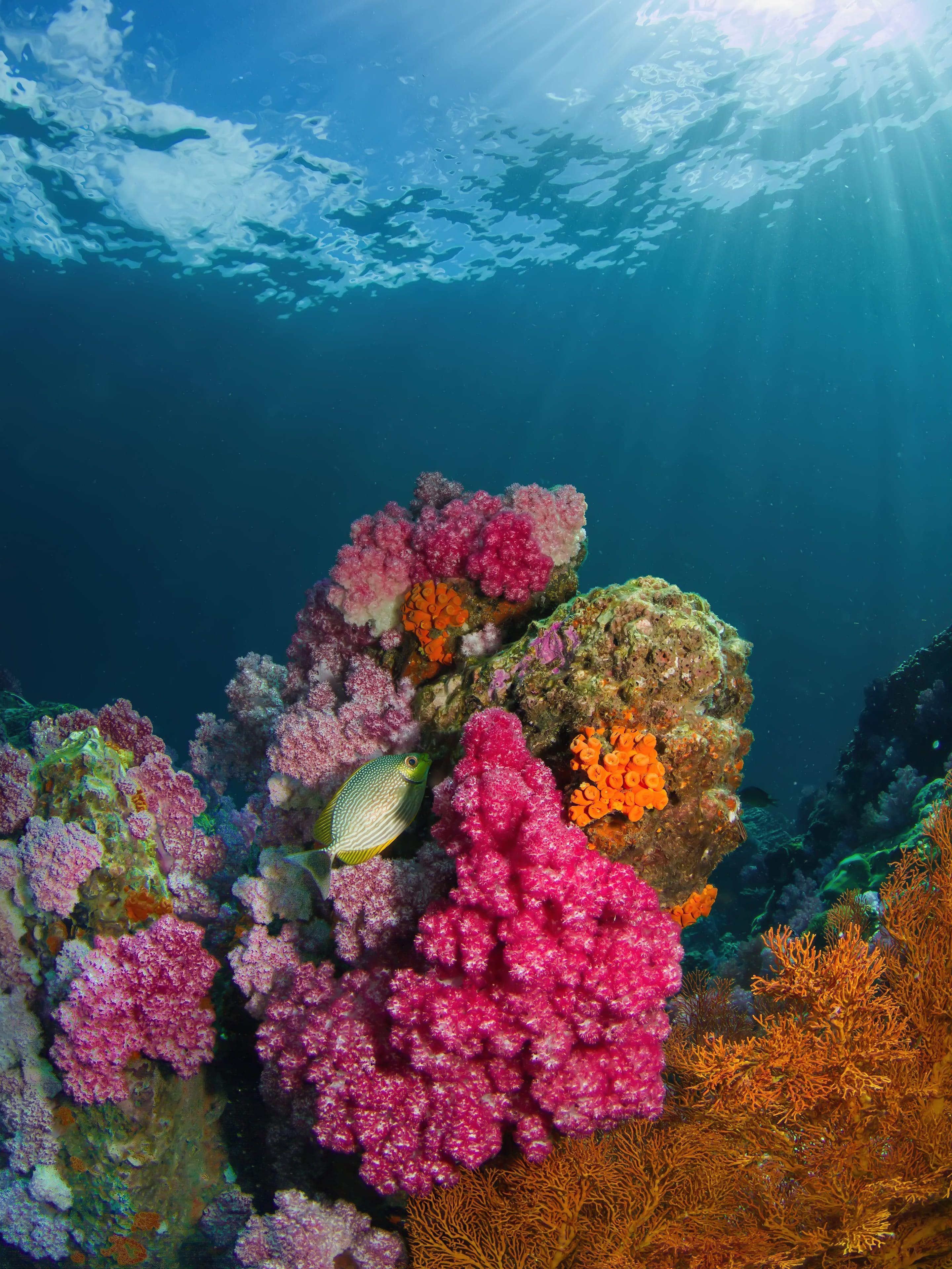 Coral Reef Phone Wallpapers Top Free Coral Reef Phone Backgrounds WallpaperAccess