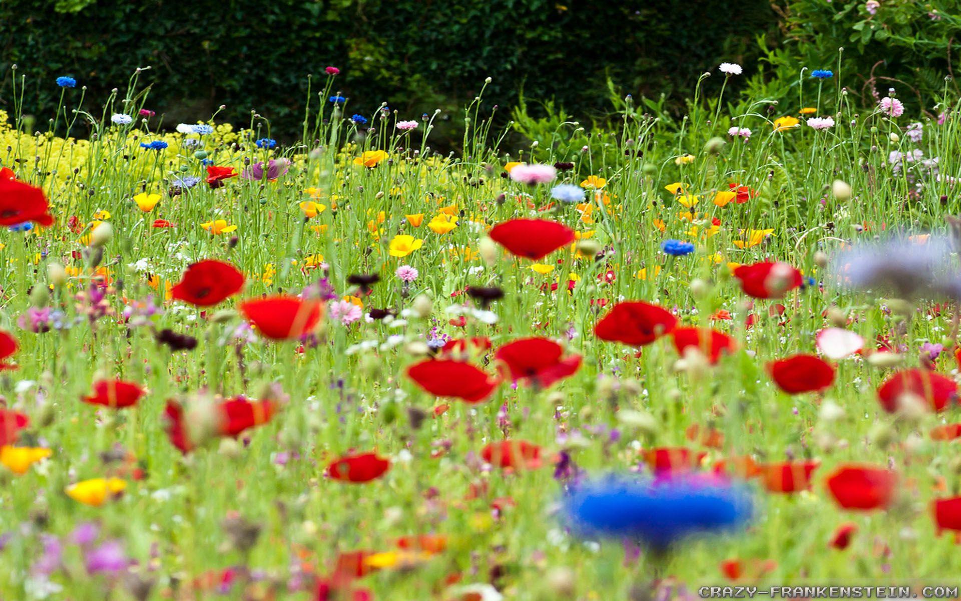 Flower Meadow Wallpapers Top Free Flower Meadow Backgrounds