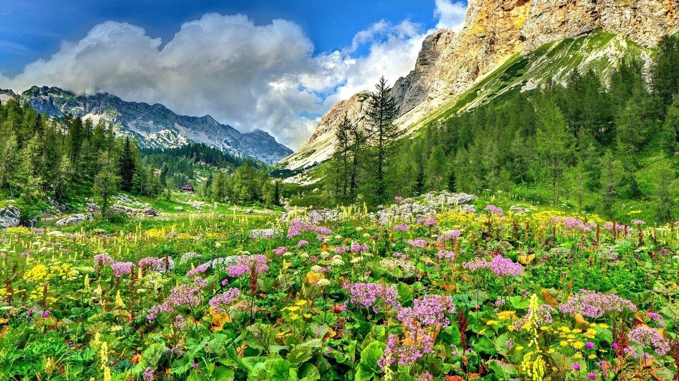 Meadow Wallpapers Top Free Meadow Backgrounds WallpaperAccess