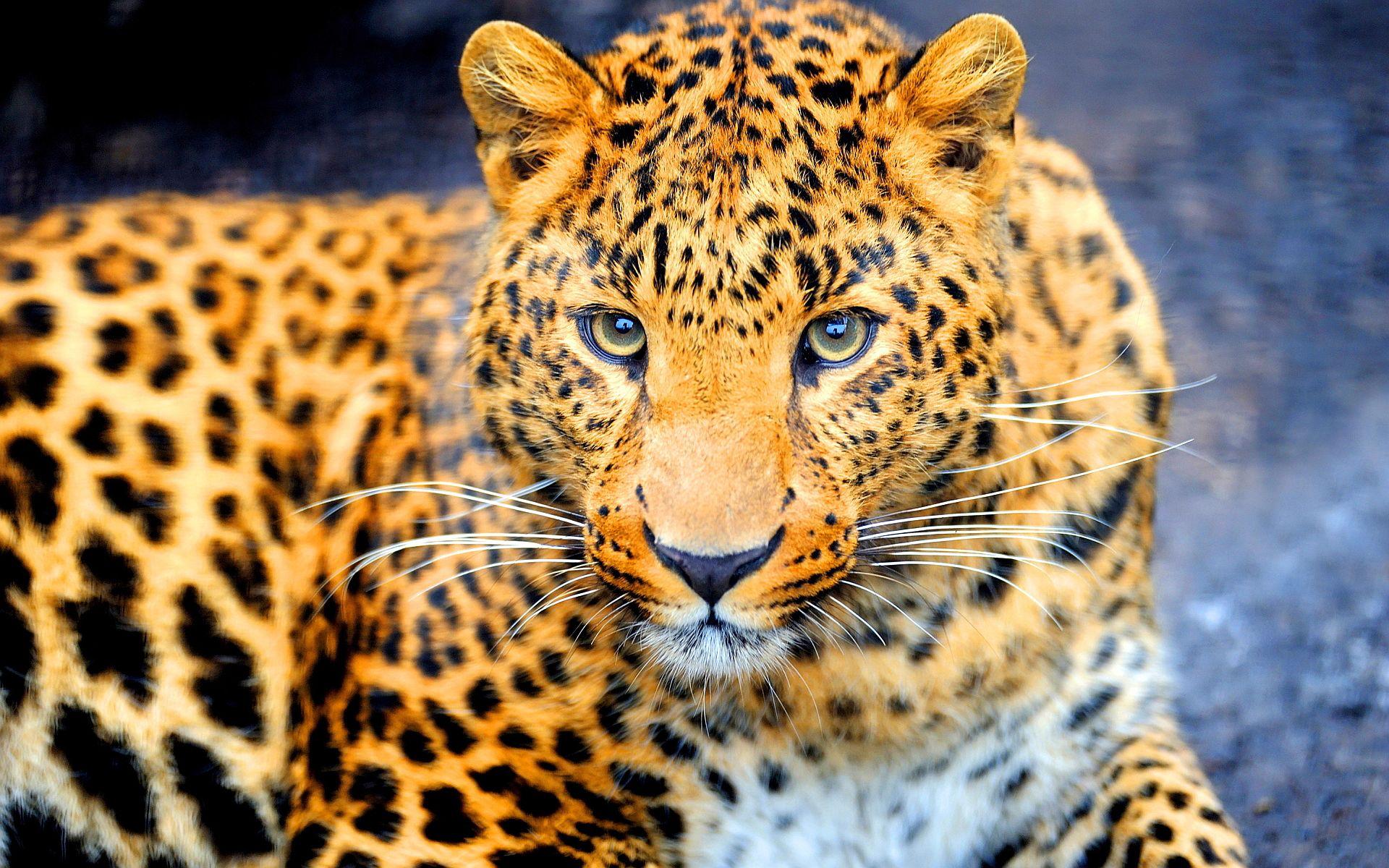 Jaguar Animal 4K Wallpapers Top Free Jaguar Animal 4K Backgrounds