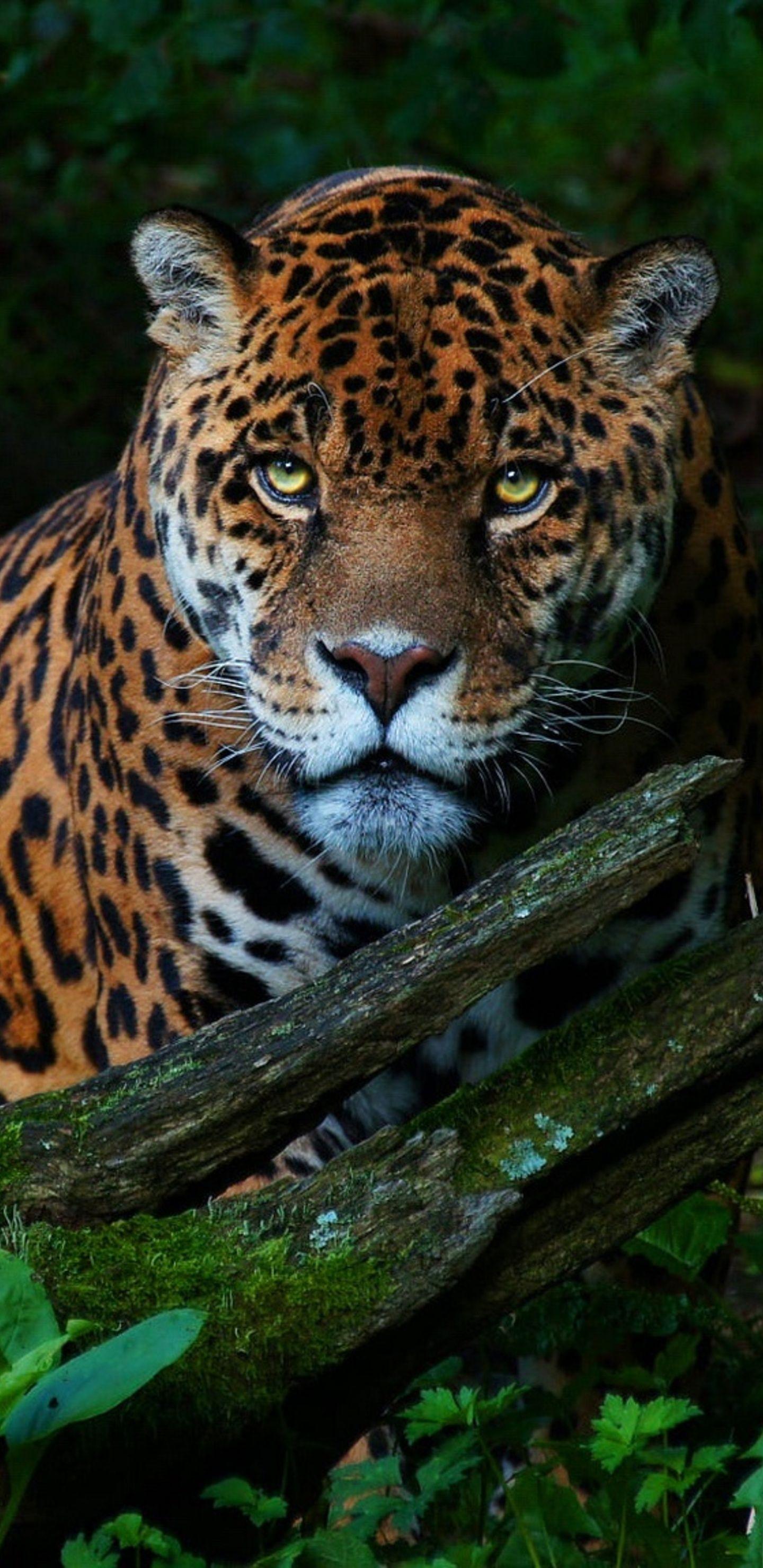 Jaguar Animal 4K Wallpapers Top Free Jaguar Animal 4K Backgrounds