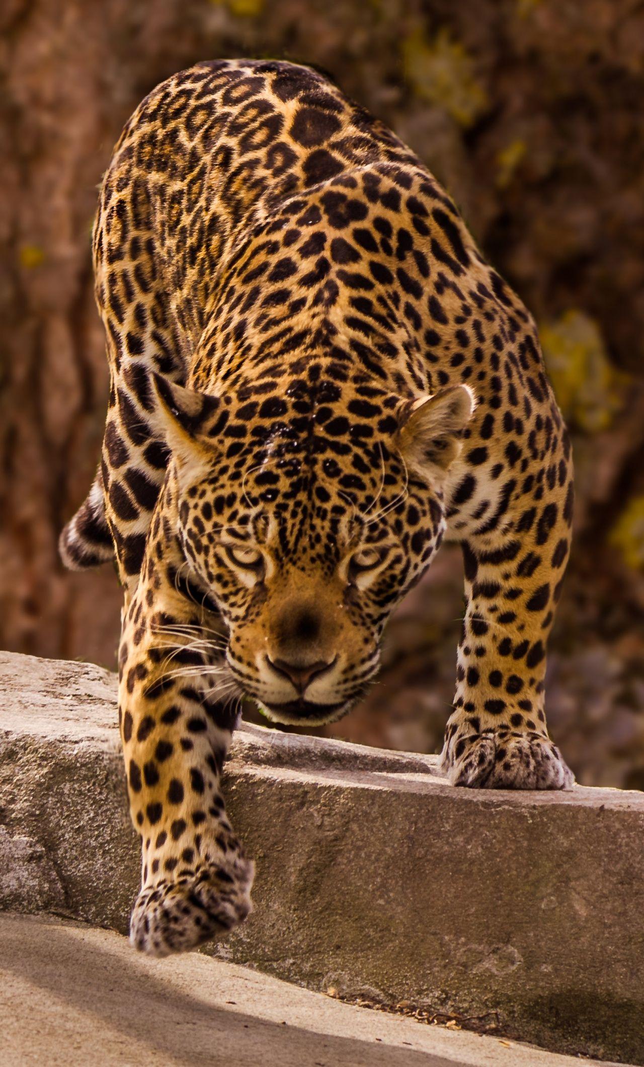 Jaguar Animal 4K Wallpapers Top Free Jaguar Animal 4K Backgrounds