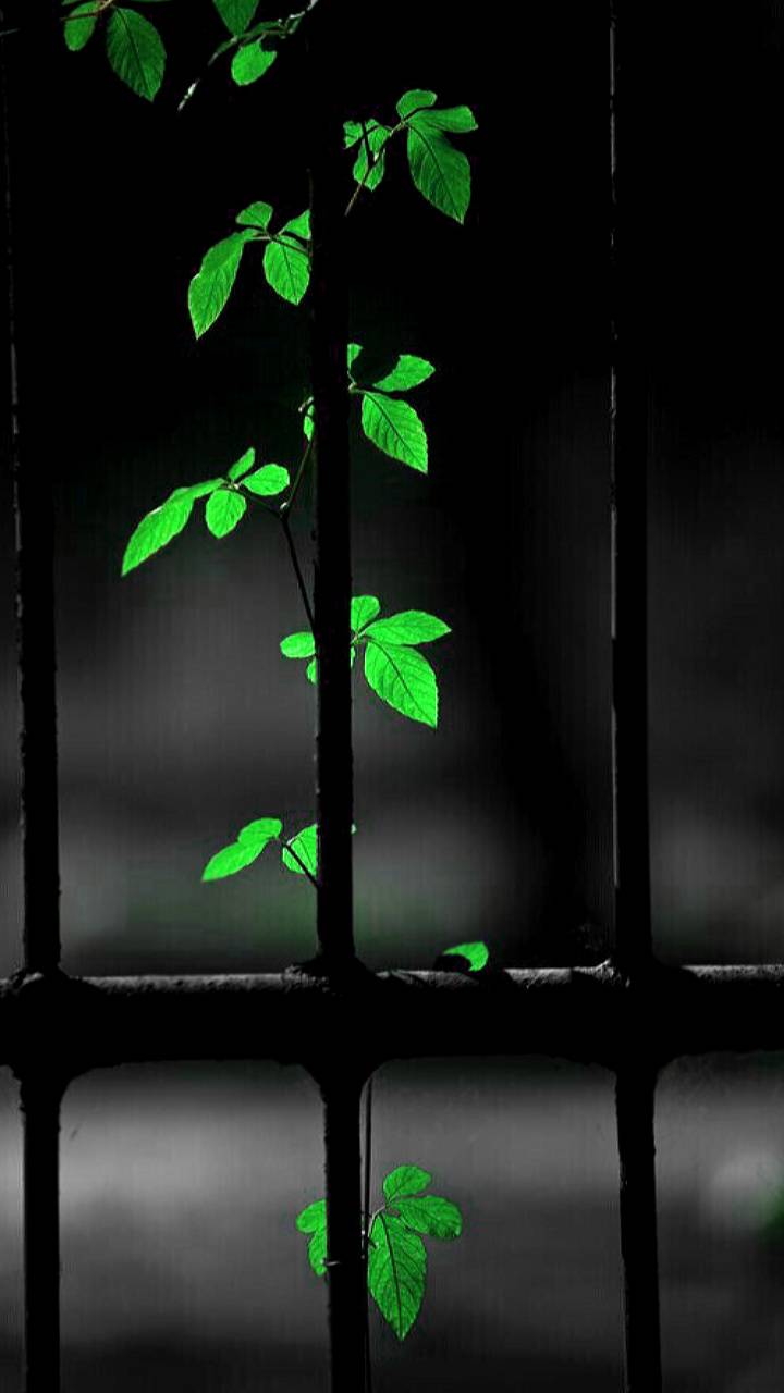 Dark Green Leaves Wallpapers Top Free Dark Green Leaves Backgrounds