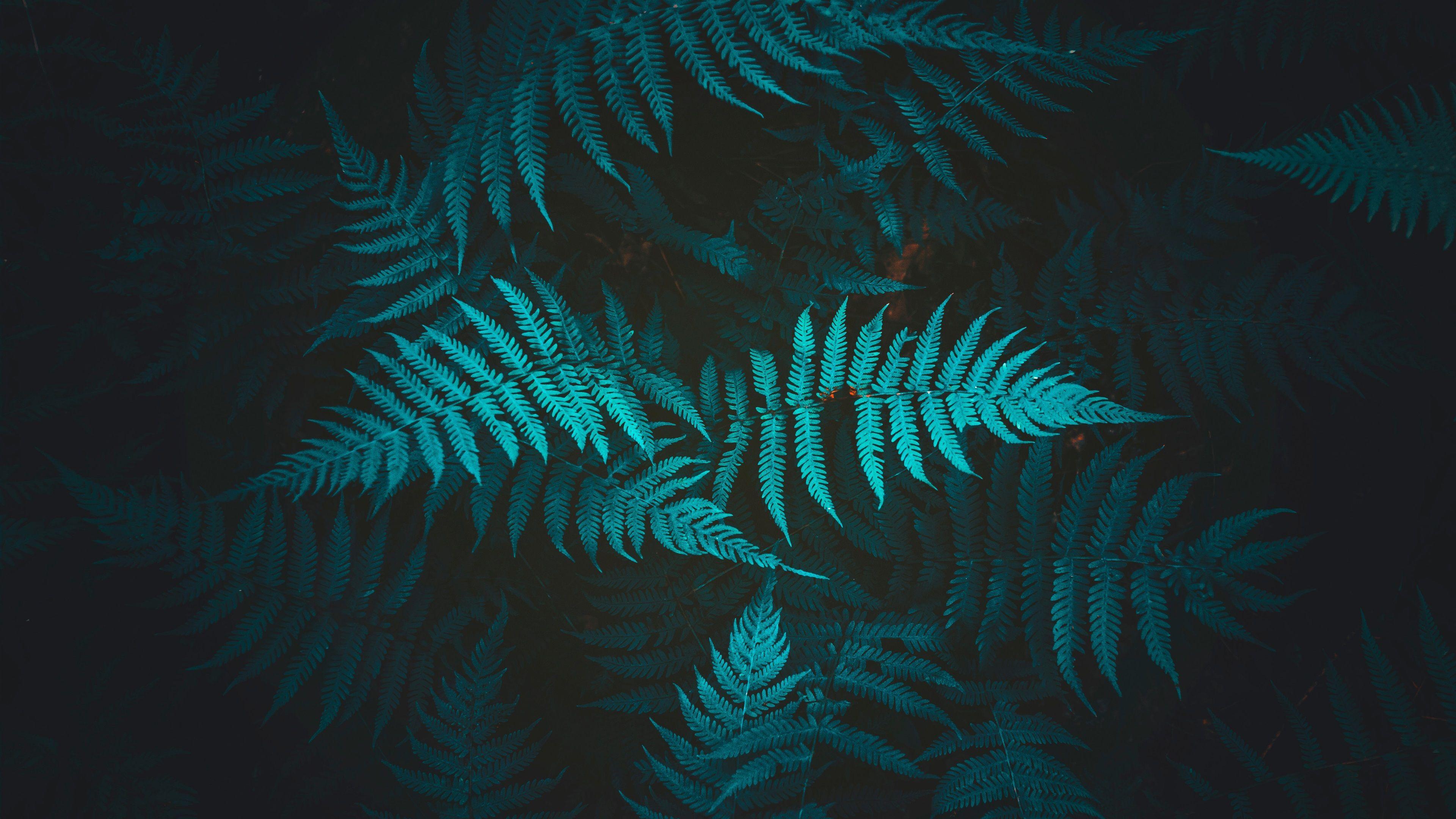 Dark Green Leaves Wallpapers Top Free Dark Green Leaves Backgrounds