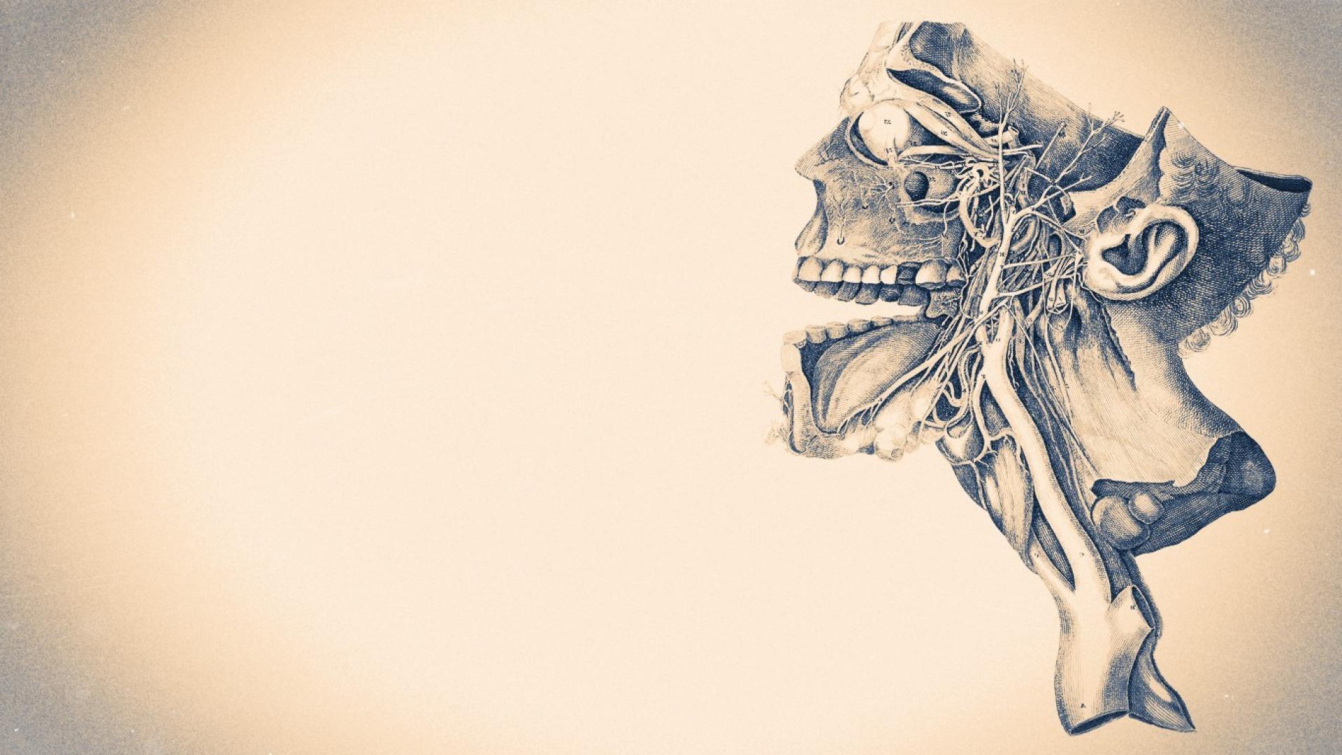 Anatomy and Physiology Wallpapers Top Free Anatomy and