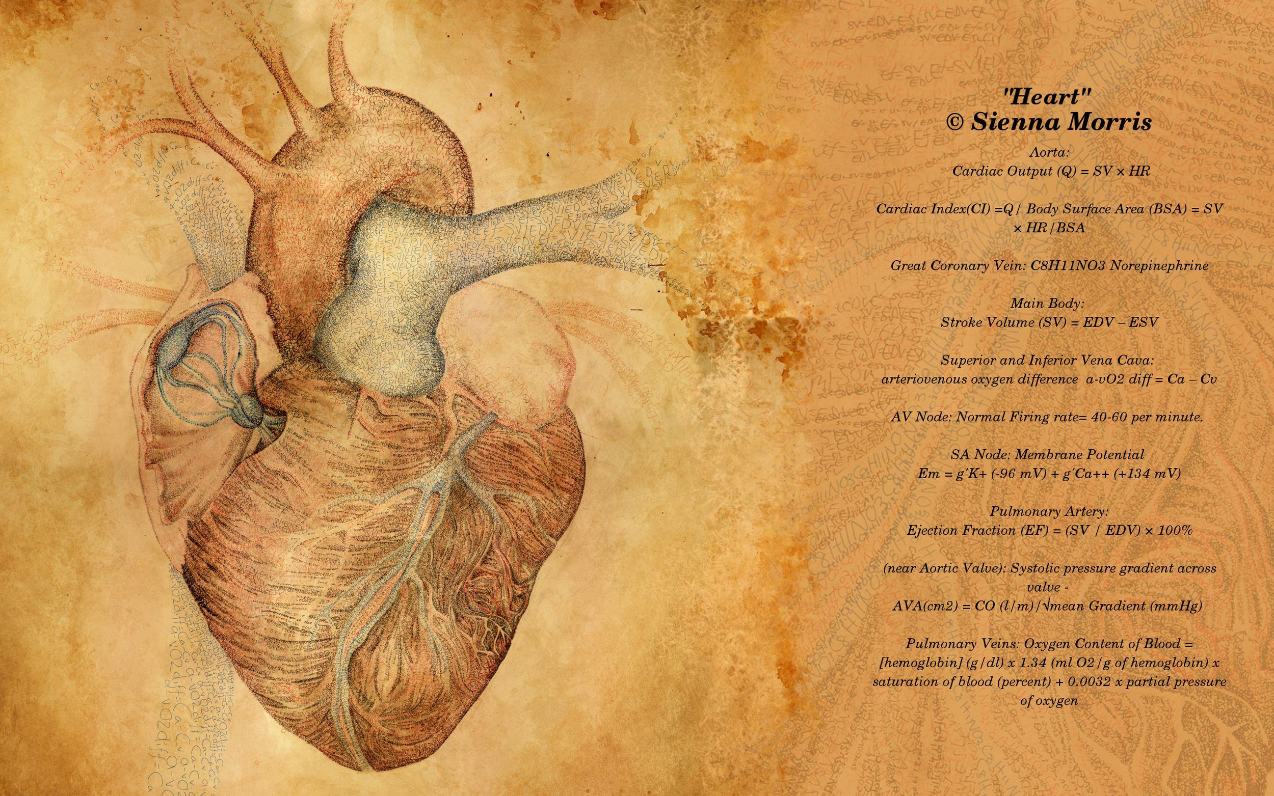 Anatomy and Physiology Wallpapers Top Free Anatomy and Physiology