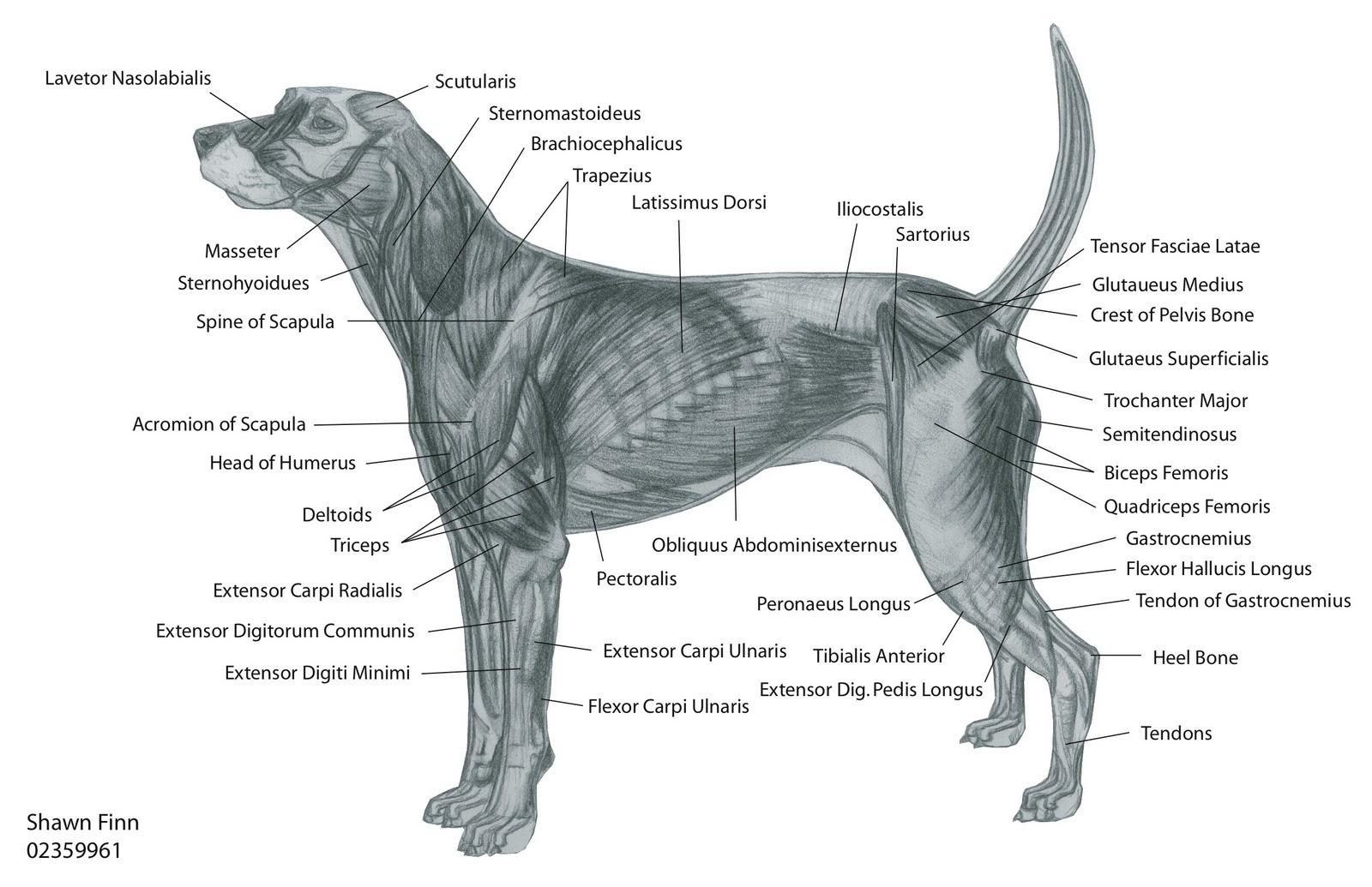 Animal Anatomy Wallpapers Top Free Animal Anatomy Backgrounds