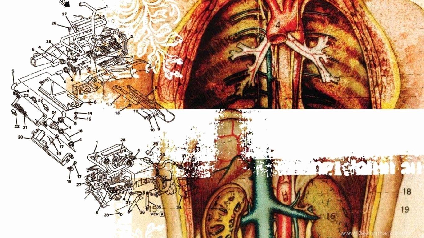 Medical Anatomy Wallpapers Top Free Medical Anatomy