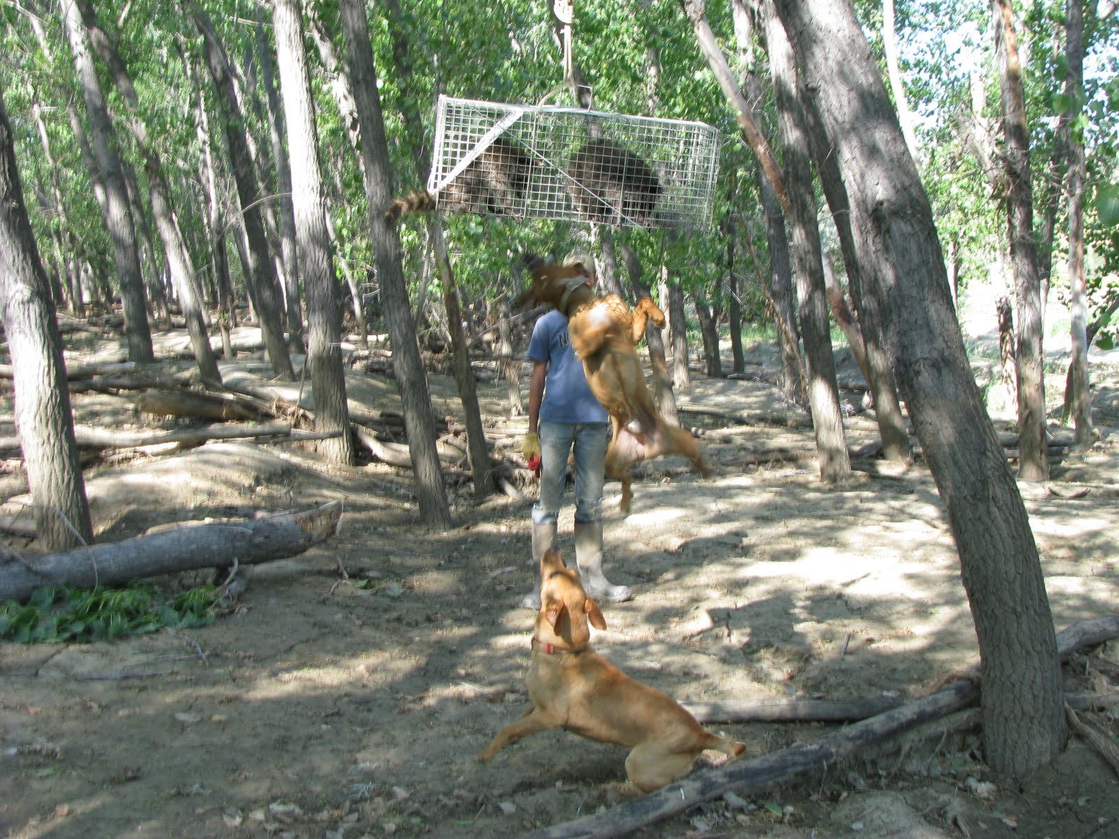 Coon Hunting Wallpapers Top Free Coon Hunting Backgrounds