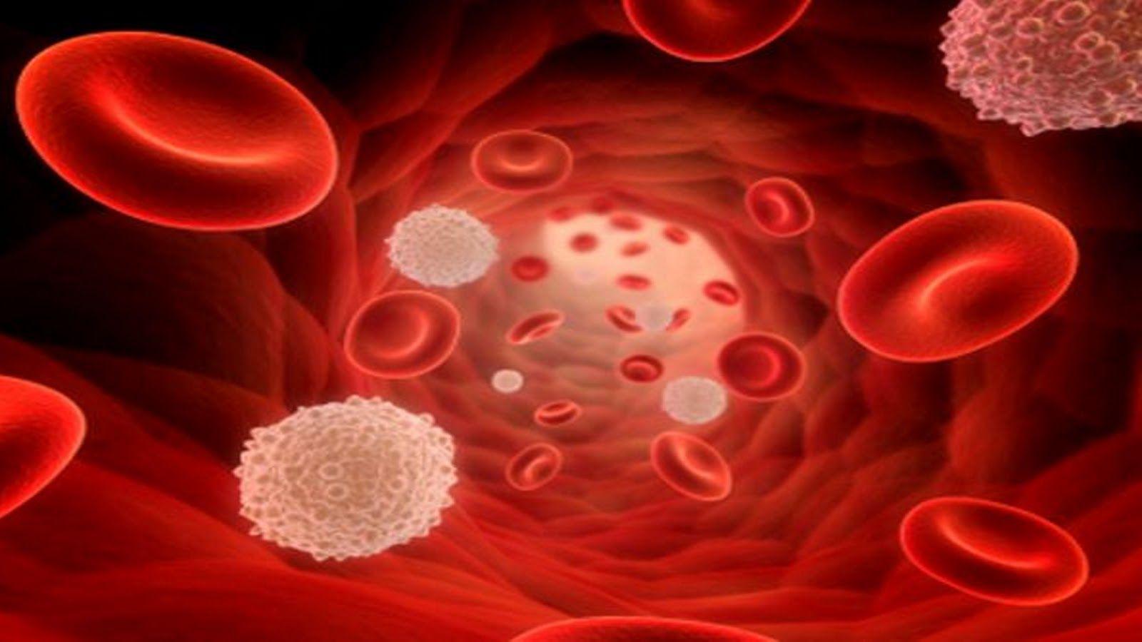 Blood Cells Wallpapers Top Free Blood Cells Backgrounds WallpaperAccess