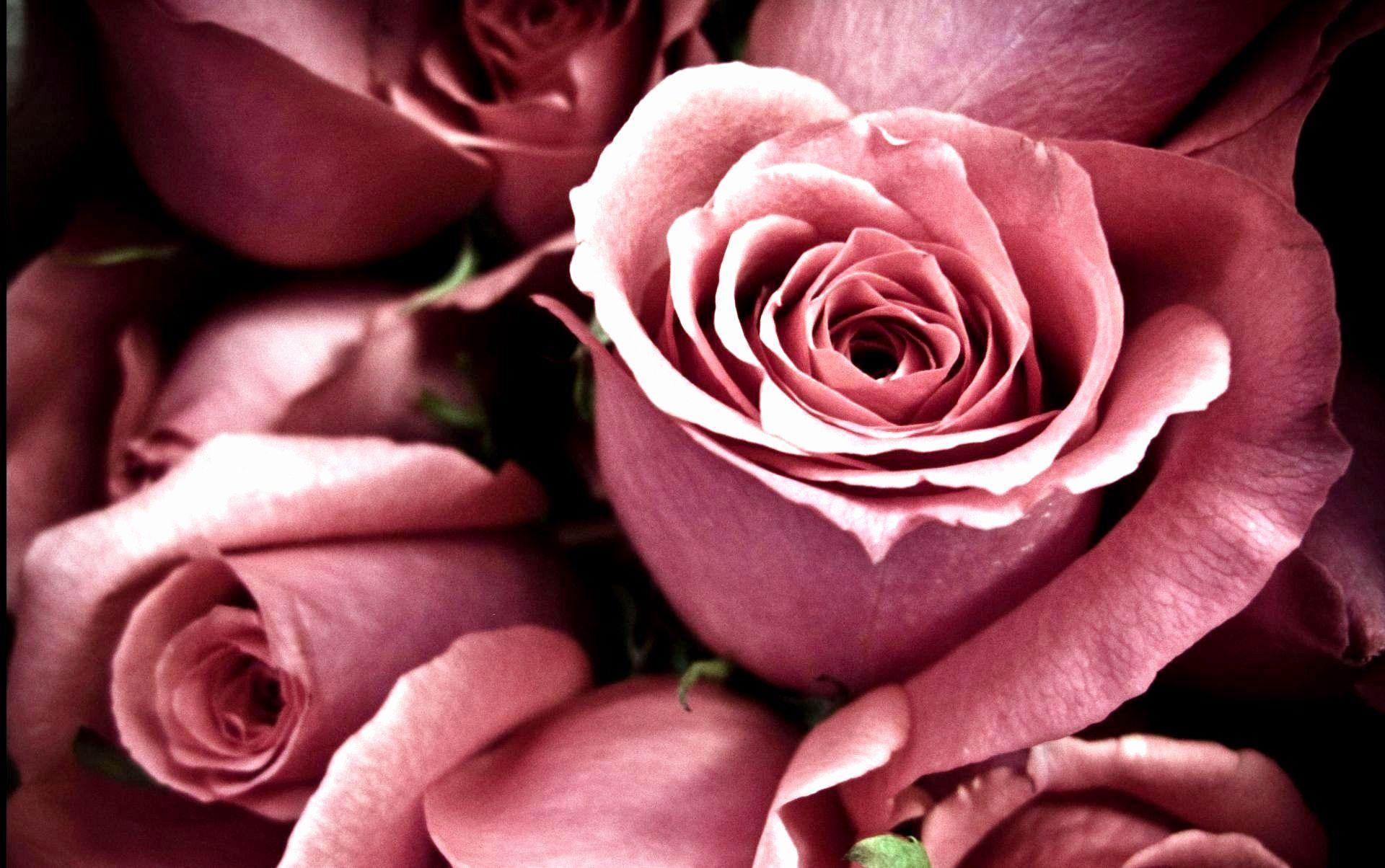 Elegant Rose Wallpapers Top Free Elegant Rose Backgrounds