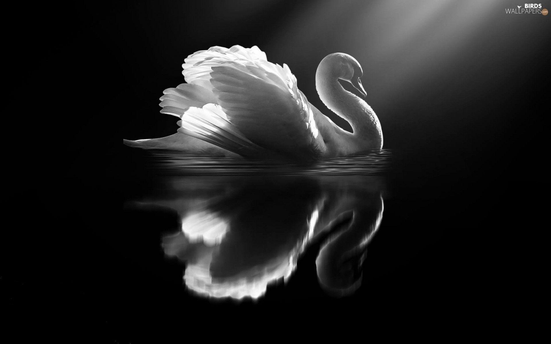 Swan Art Wallpapers Top Free Swan Art Backgrounds WallpaperAccess