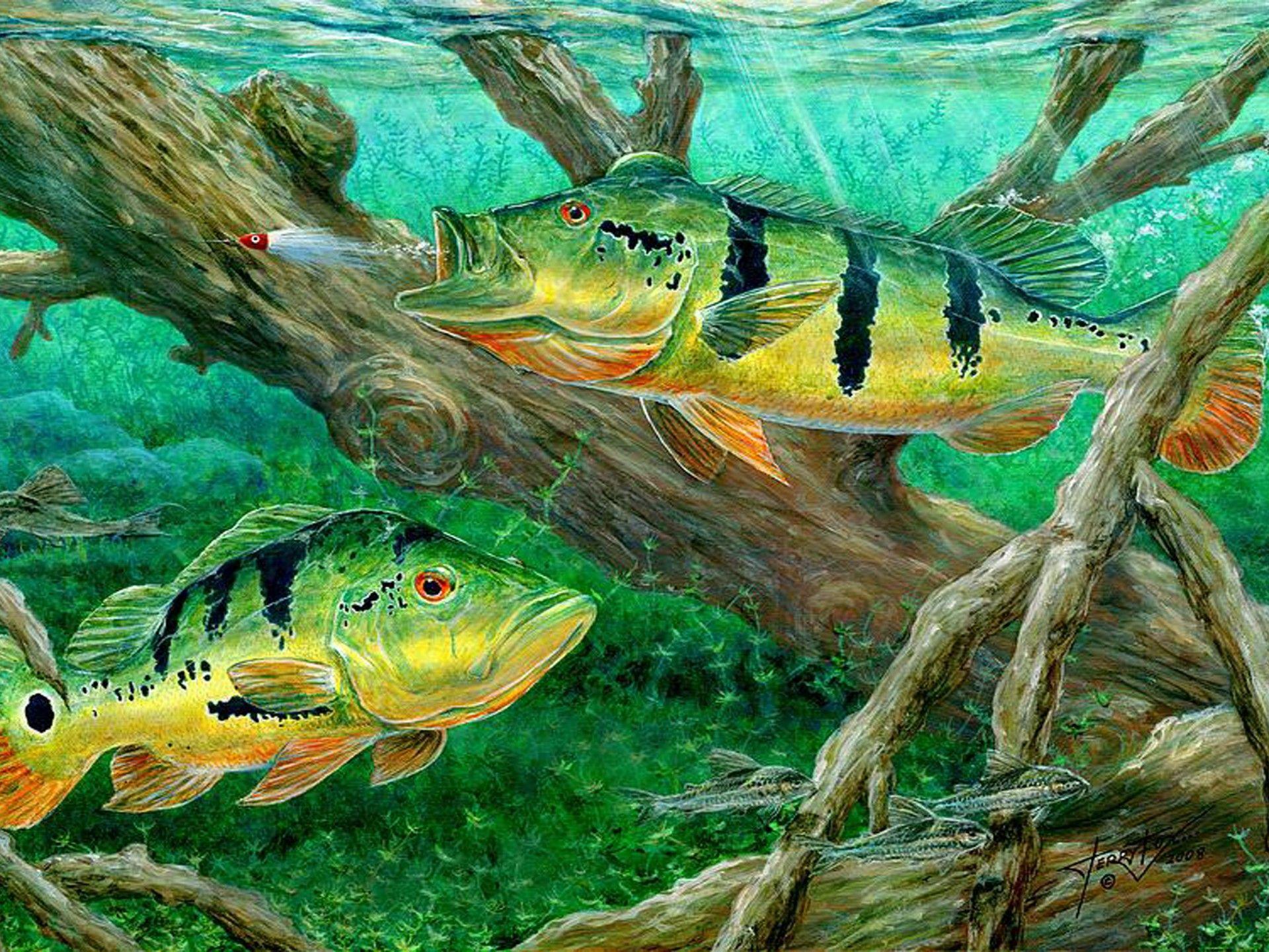 Bass Fish Wallpapers Top Free Bass Fish Backgrounds WallpaperAccess