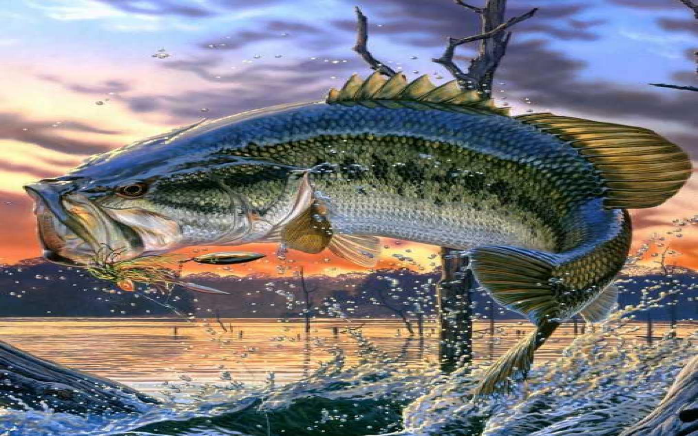 Bass Fish Wallpapers Top Free Bass Fish Backgrounds WallpaperAccess