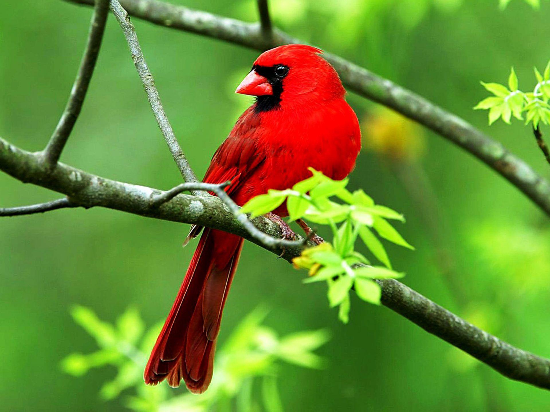 Red Bird Wallpapers Top Free Red Bird Backgrounds WallpaperAccess