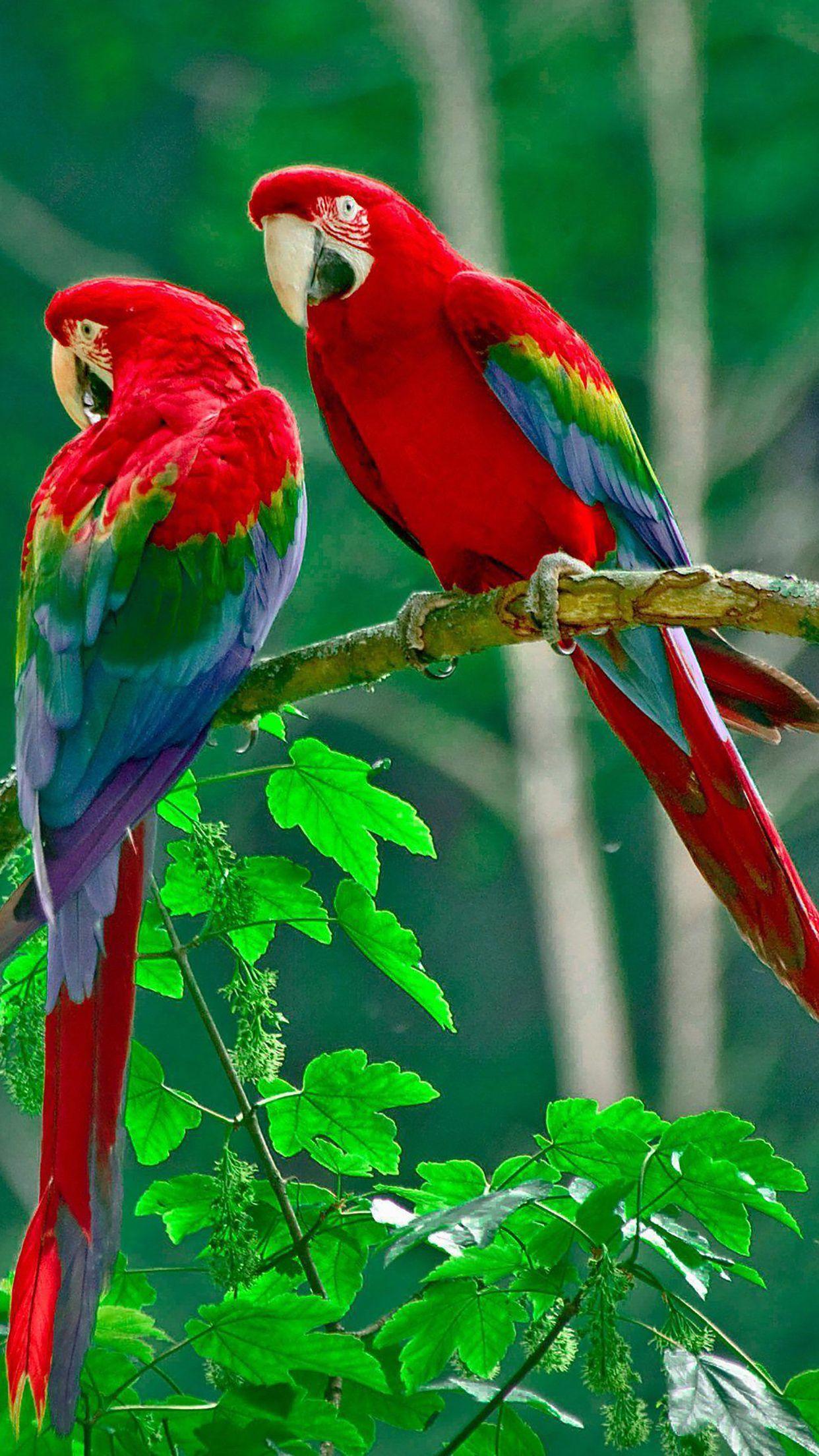 Red Bird Wallpapers Top Free Red Bird Backgrounds WallpaperAccess