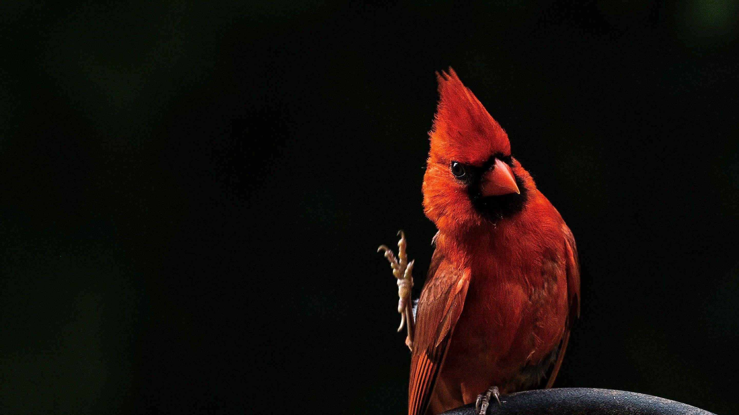 Red Bird Wallpapers Top Free Red Bird Backgrounds WallpaperAccess