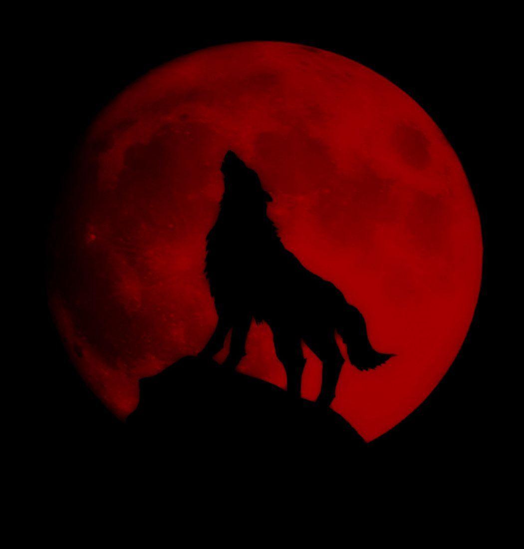 Red Moon Wolf Wallpapers Top Free Red Moon Wolf Backgrounds