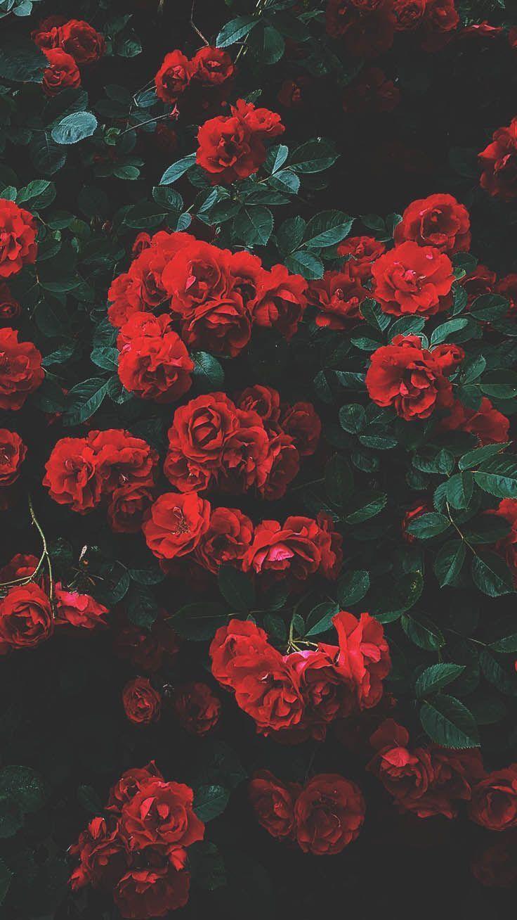 Red Flower Iphone Wallpapers - Top Free Red Flower Iphone Backgrounds - Wallpaperaccess