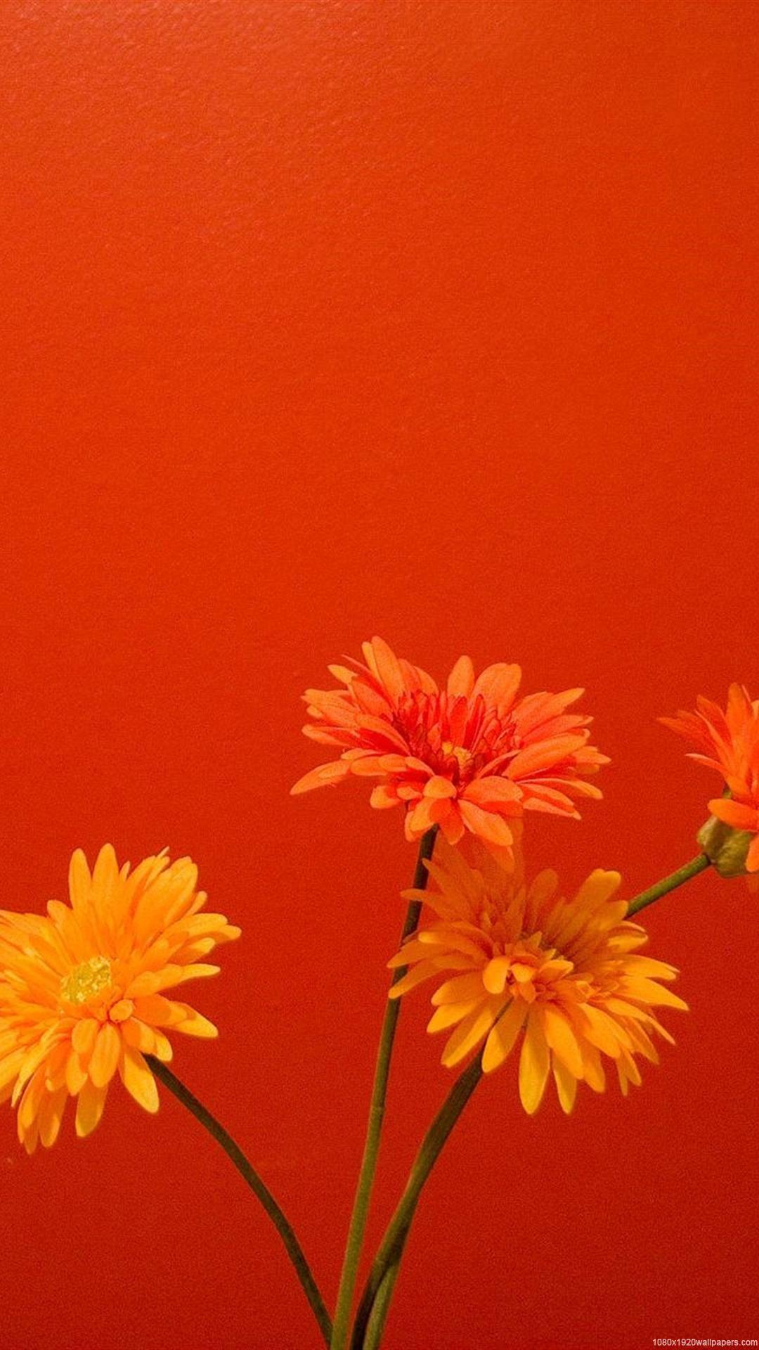 Orange Flower iPhone Wallpapers Top Free Orange Flower iPhone