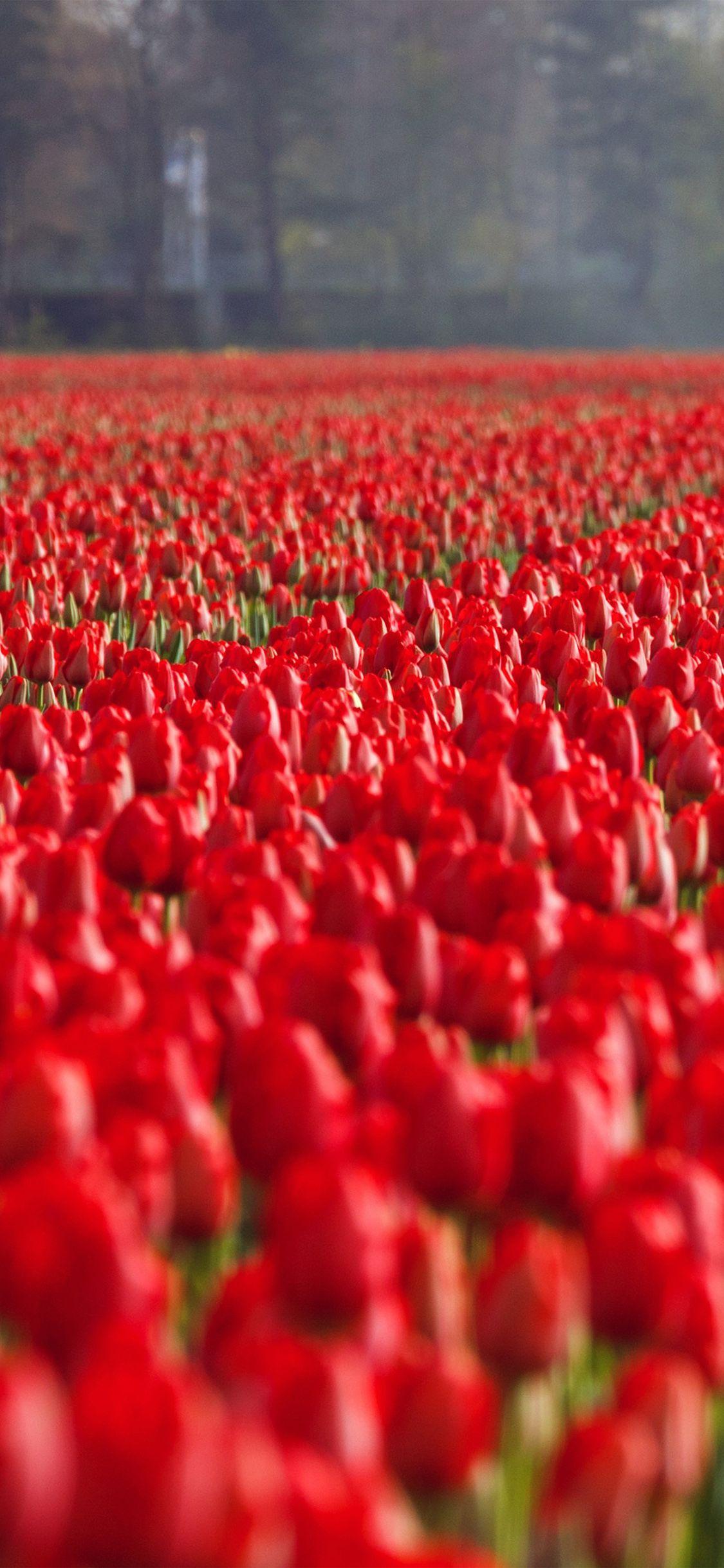 Red Flower iPhone Wallpapers Top Free Red Flower iPhone Backgrounds