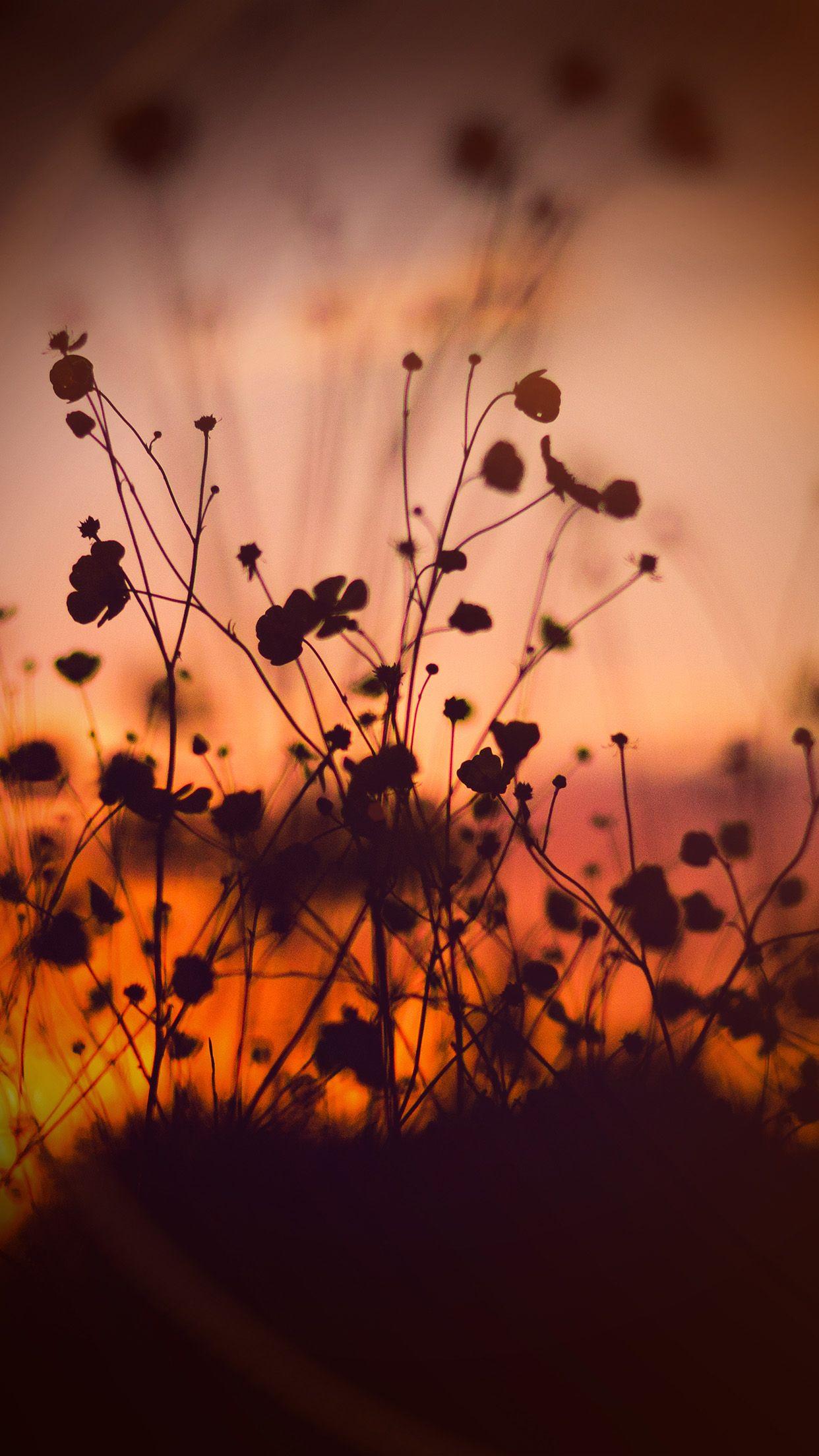 Orange Flower iPhone Wallpapers Top Free Orange Flower iPhone