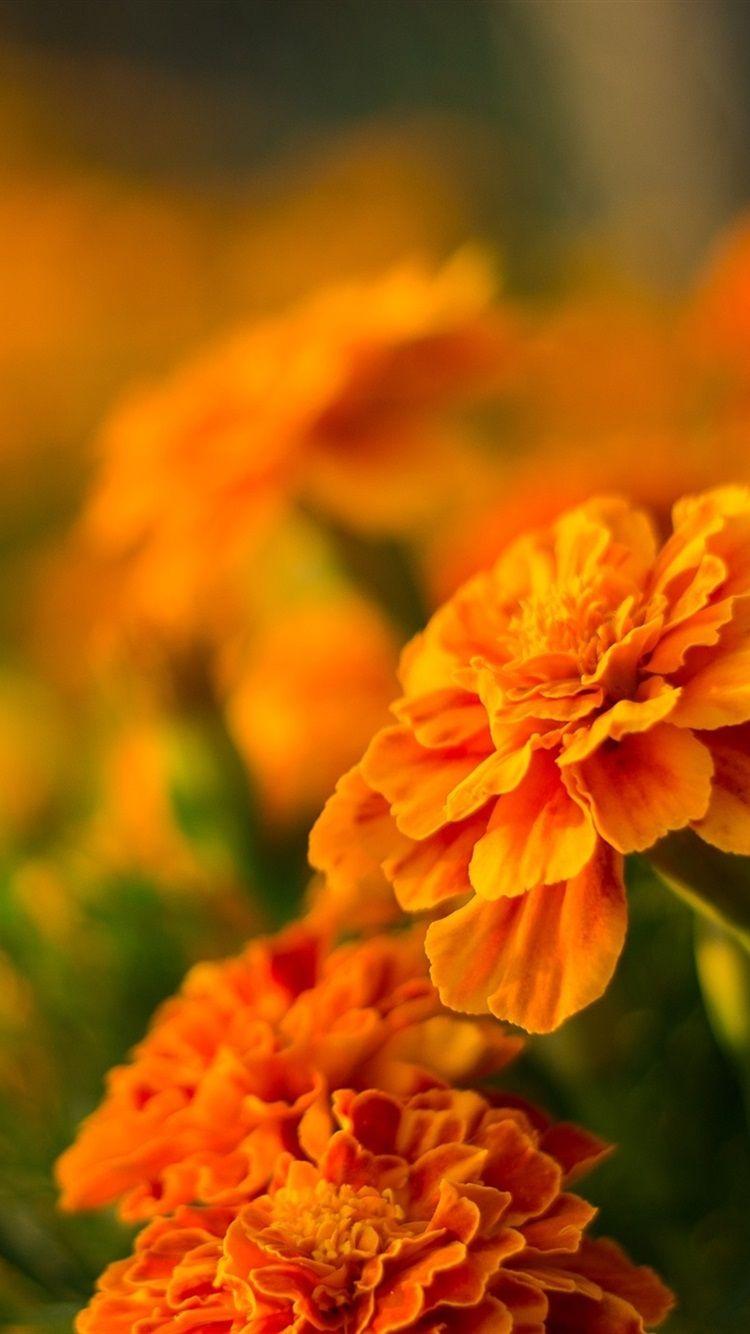 Orange Flower iPhone Wallpapers Top Free Orange Flower iPhone