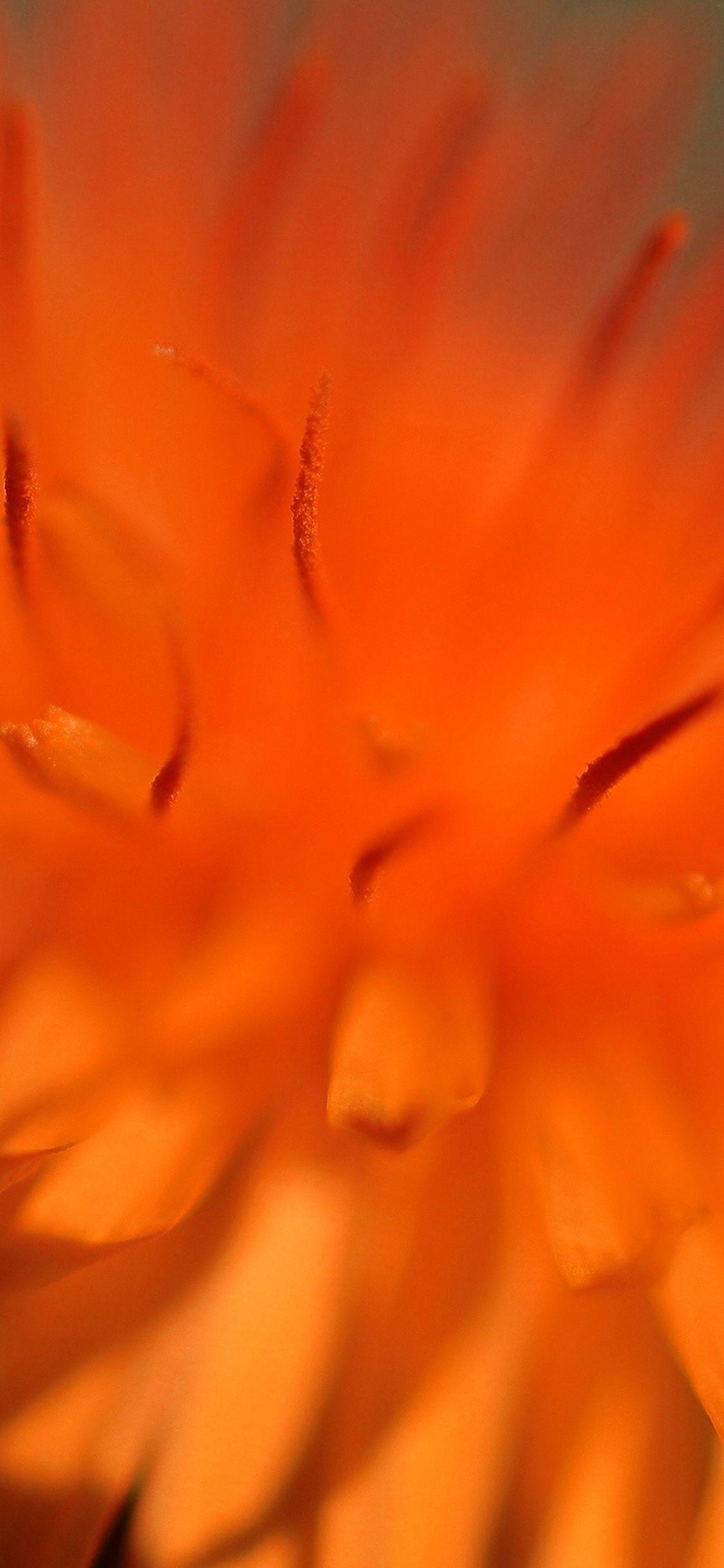 Orange Flower iPhone Wallpapers Top Free Orange Flower iPhone