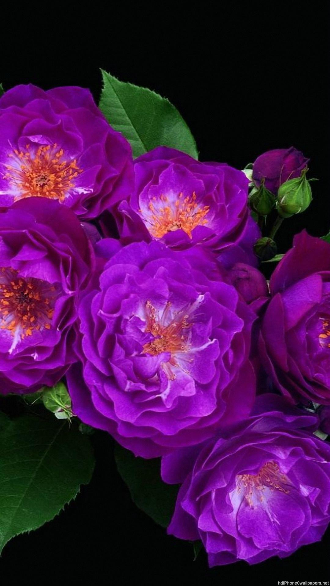 iPhone 6 Flower Wallpapers Top Free iPhone 6 Flower Backgrounds