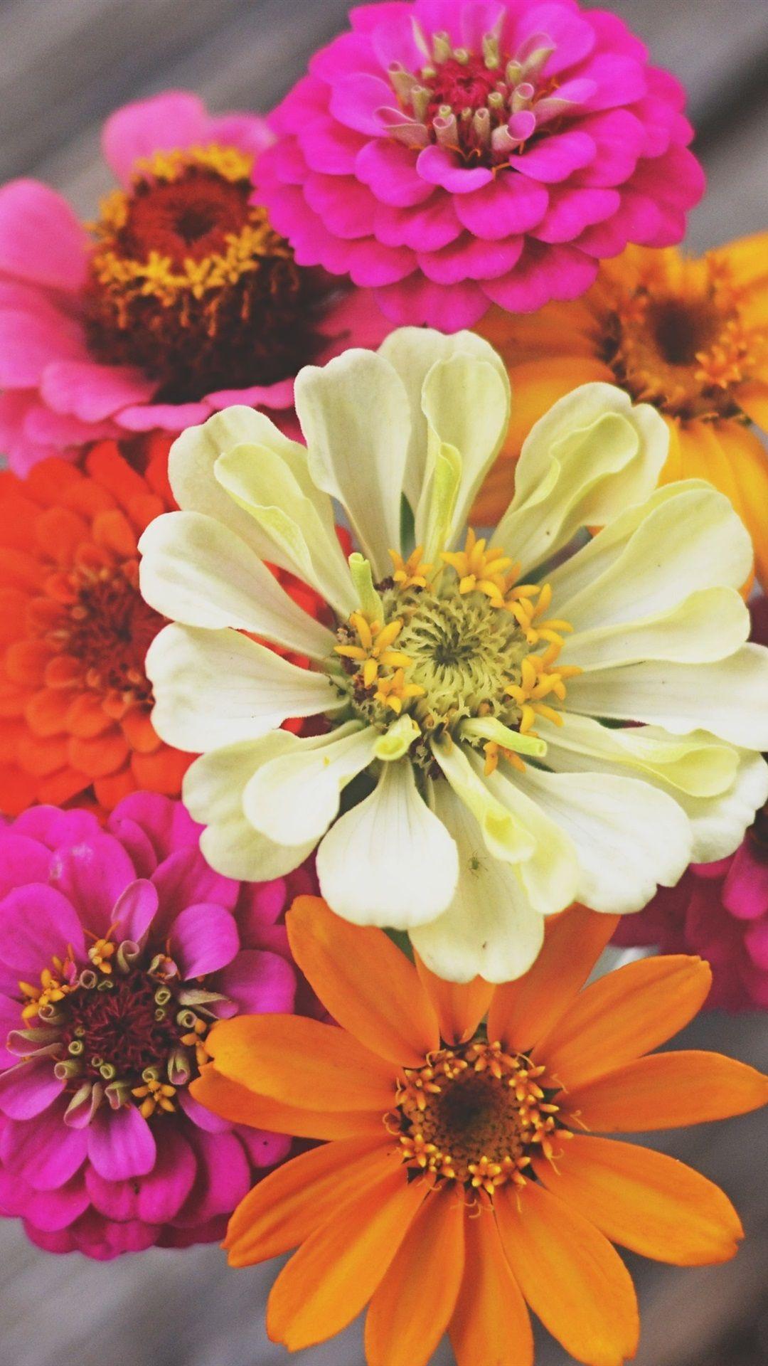 Colorful Flower iPhone Wallpapers Top Free Colorful Flower iPhone Backgrounds WallpaperAccess