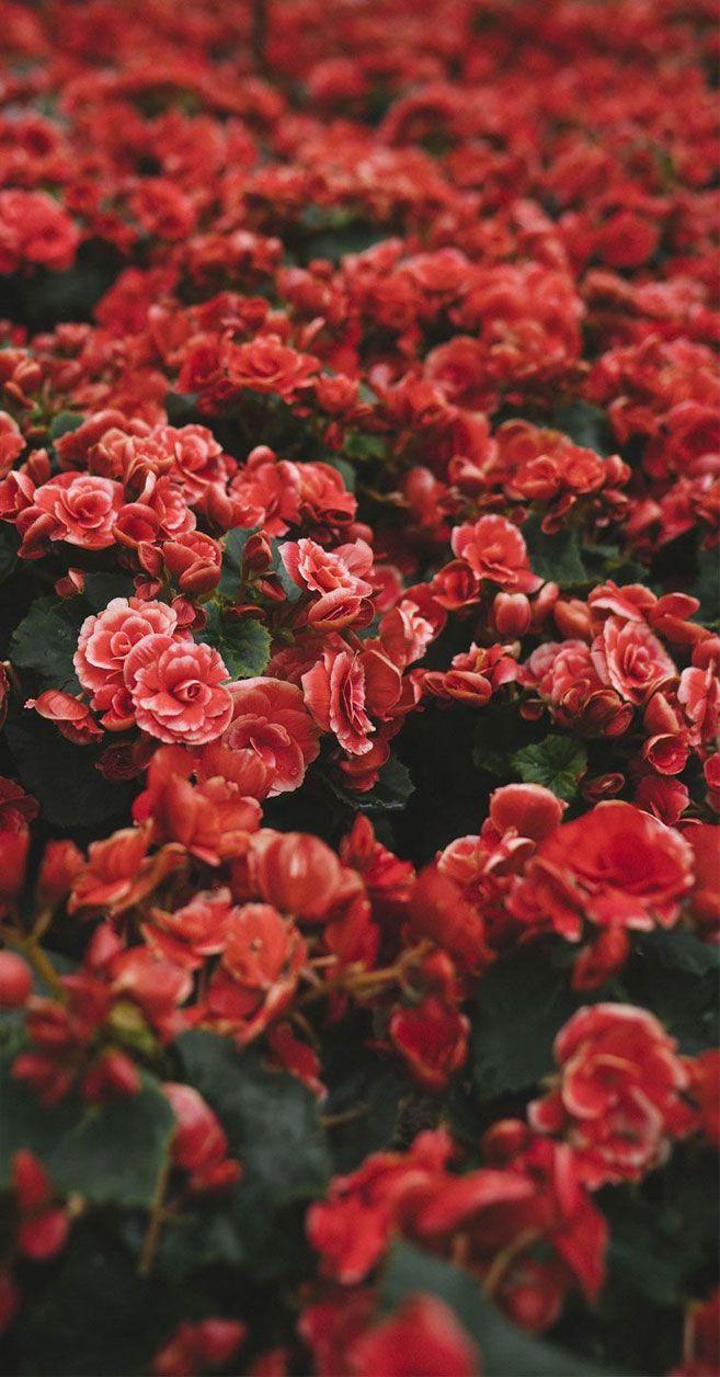 Red Flower iPhone Wallpapers Top Free Red Flower iPhone Backgrounds