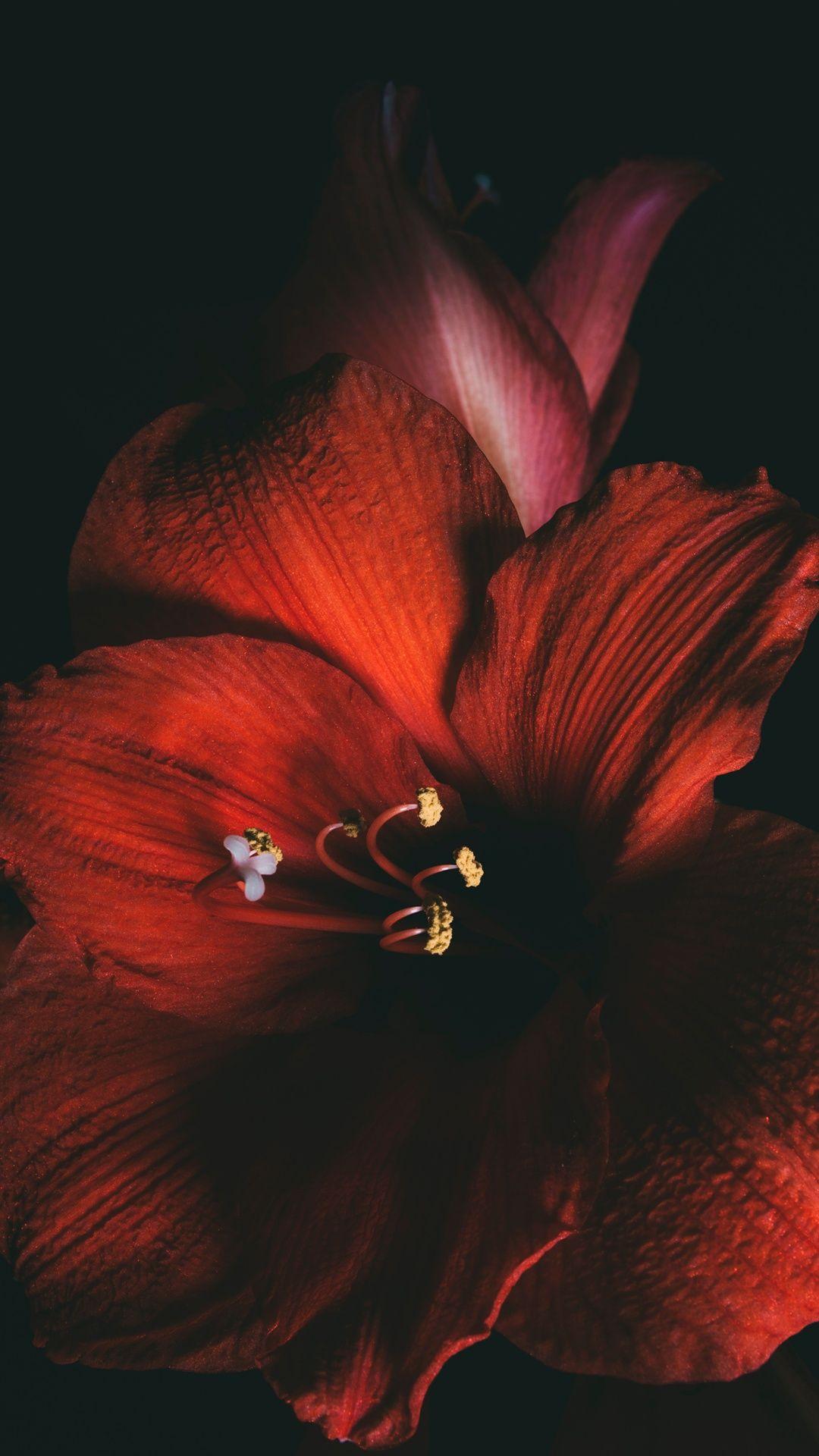 Red Flower iPhone Wallpapers Top Free Red Flower iPhone Backgrounds