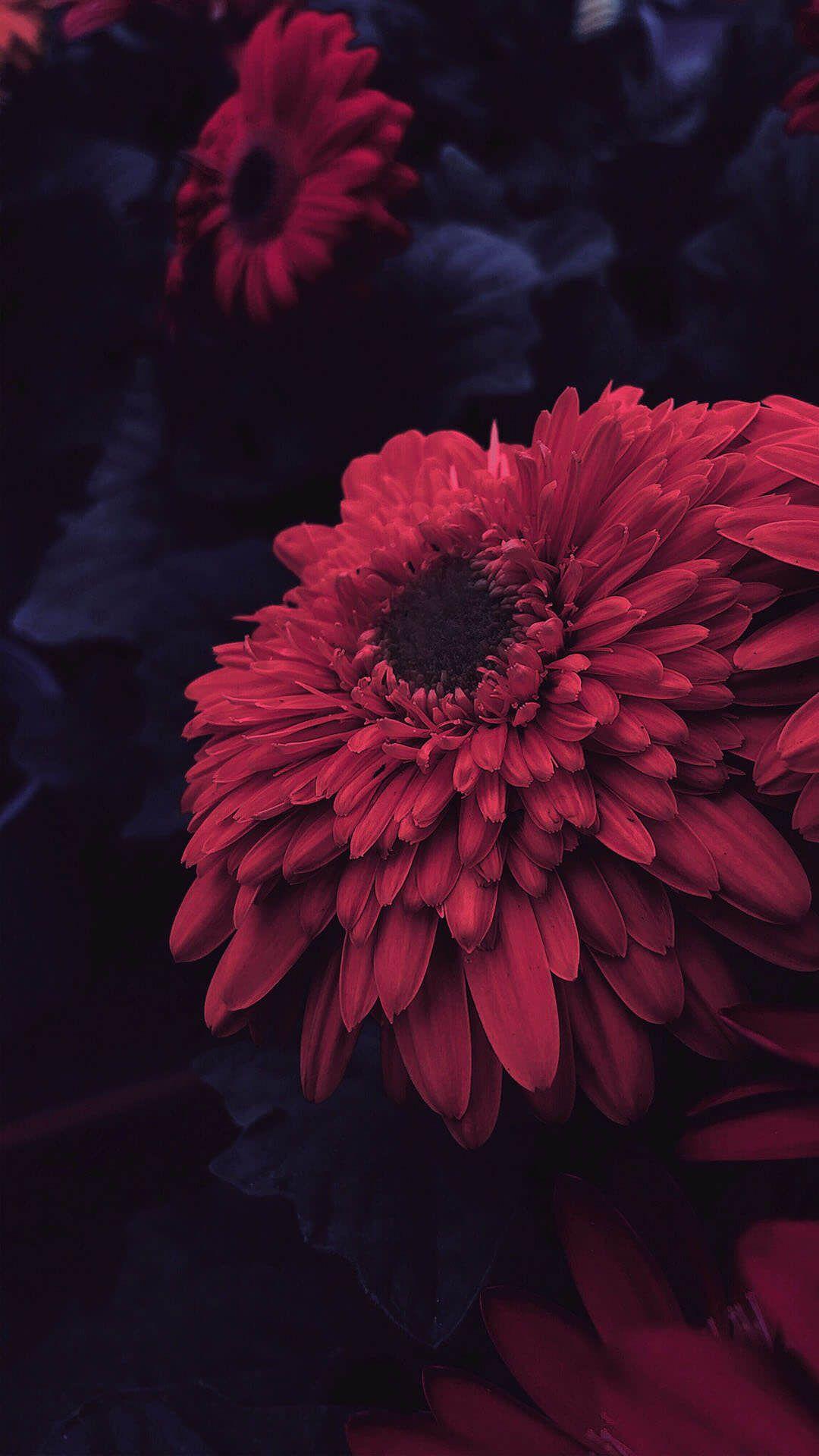 Red Flower iPhone Wallpapers Top Free Red Flower iPhone Backgrounds