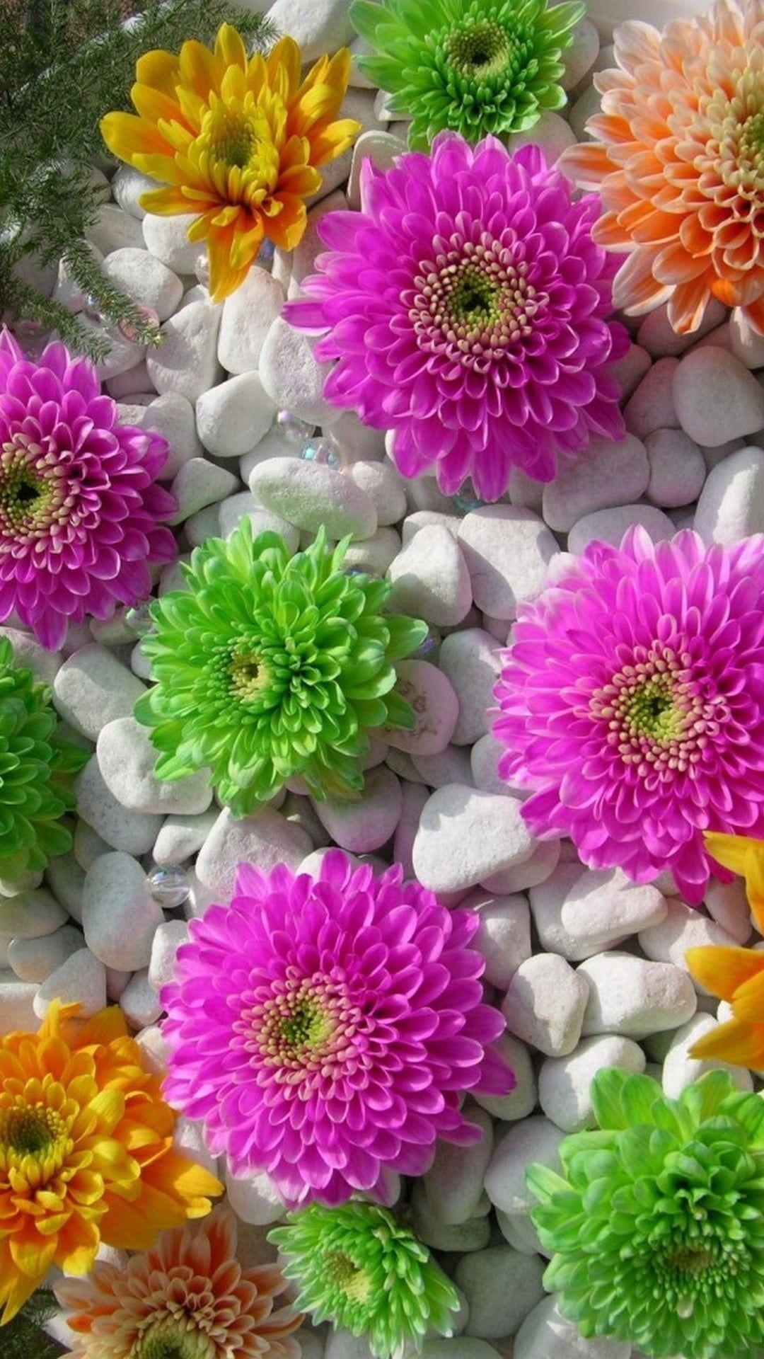 Colorful Flower iPhone Wallpapers Top Free Colorful Flower iPhone Backgrounds WallpaperAccess