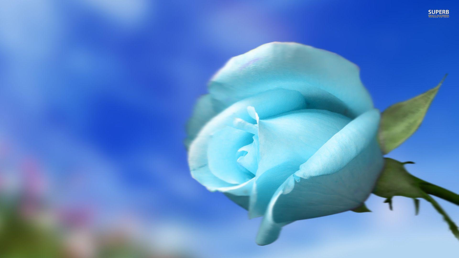 Blue and White Rose Wallpapers Top Free Blue and White Rose